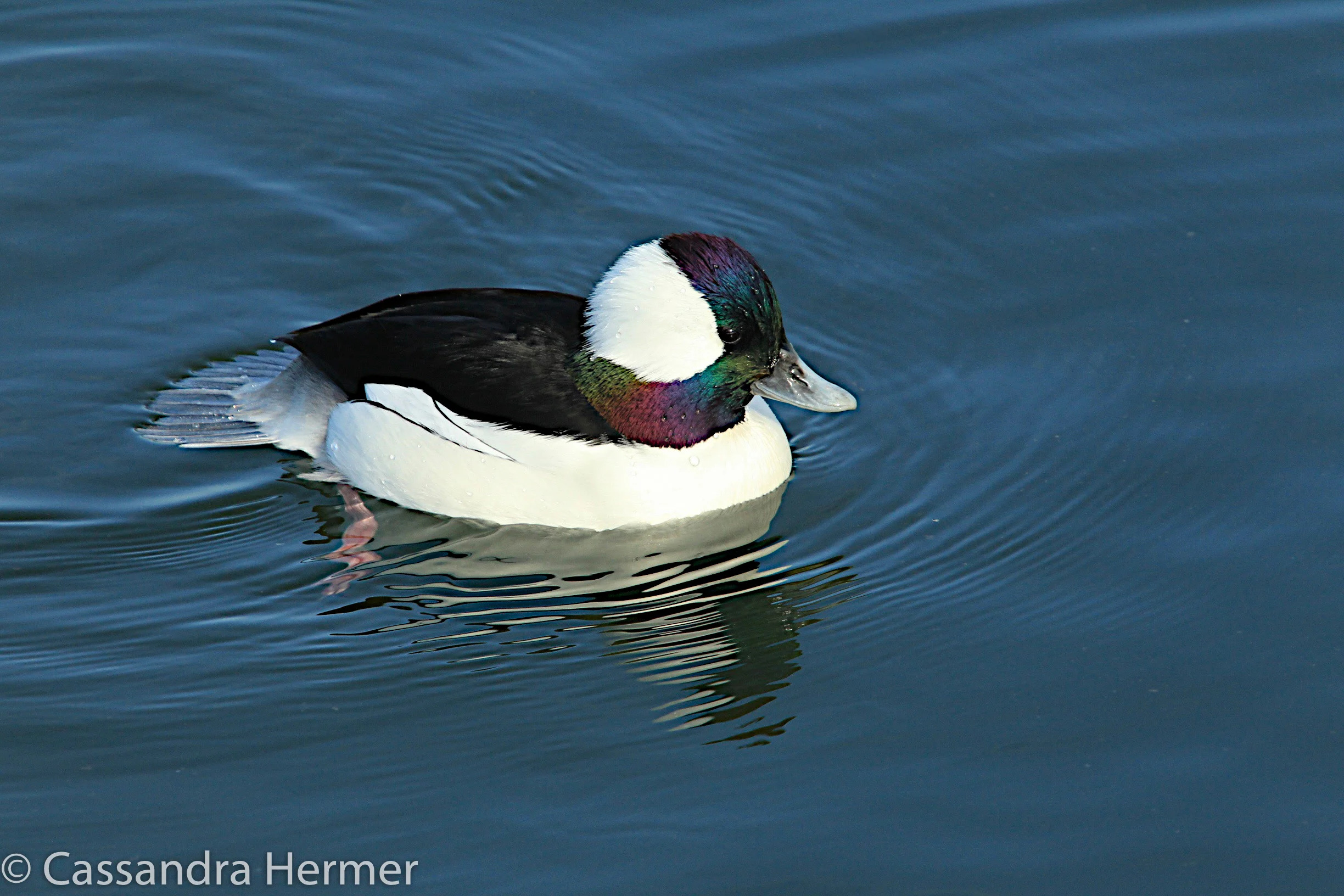  Bufflehead Duck, Bolsa Chia 