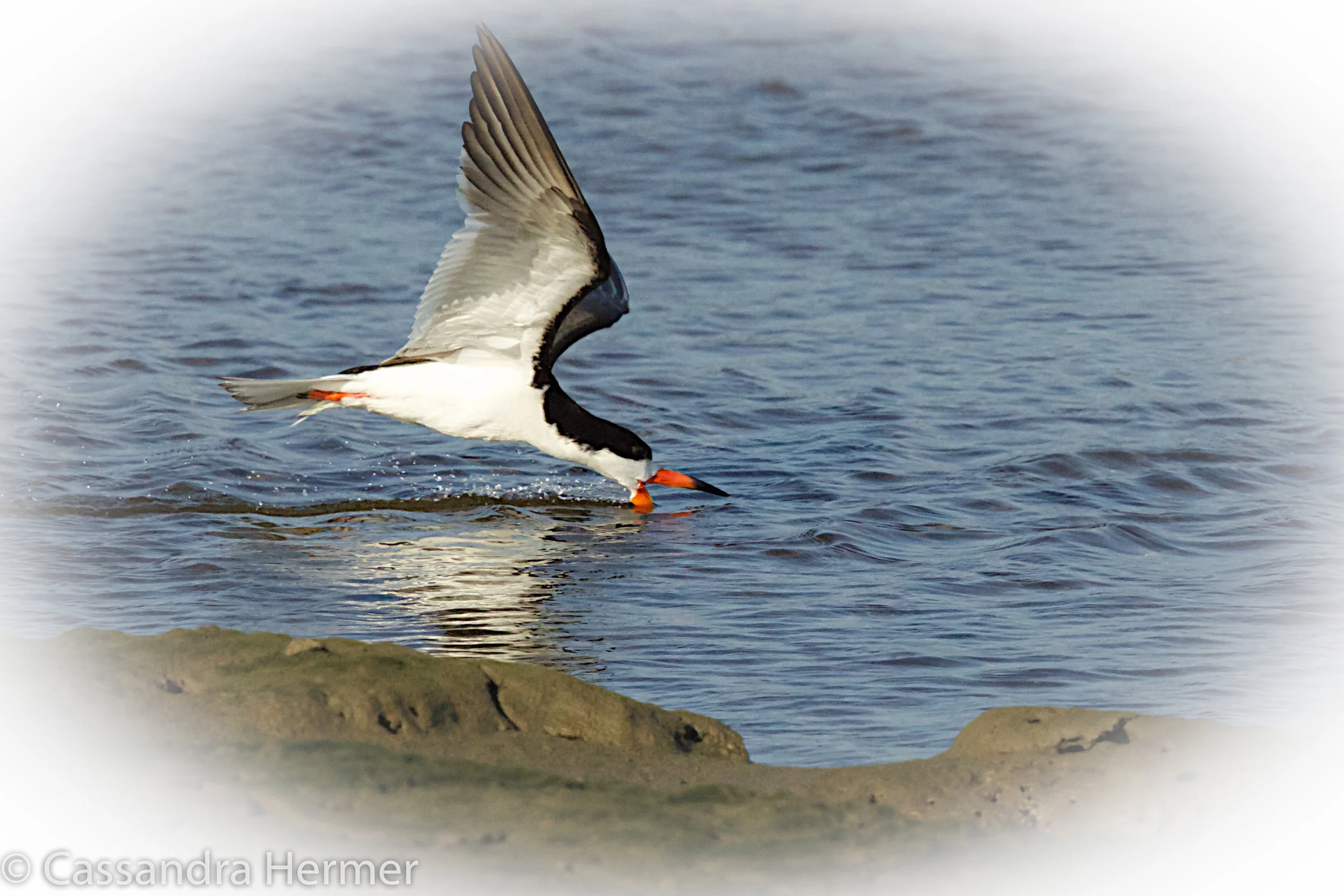  Black Skimmer, Bolsa Chica 