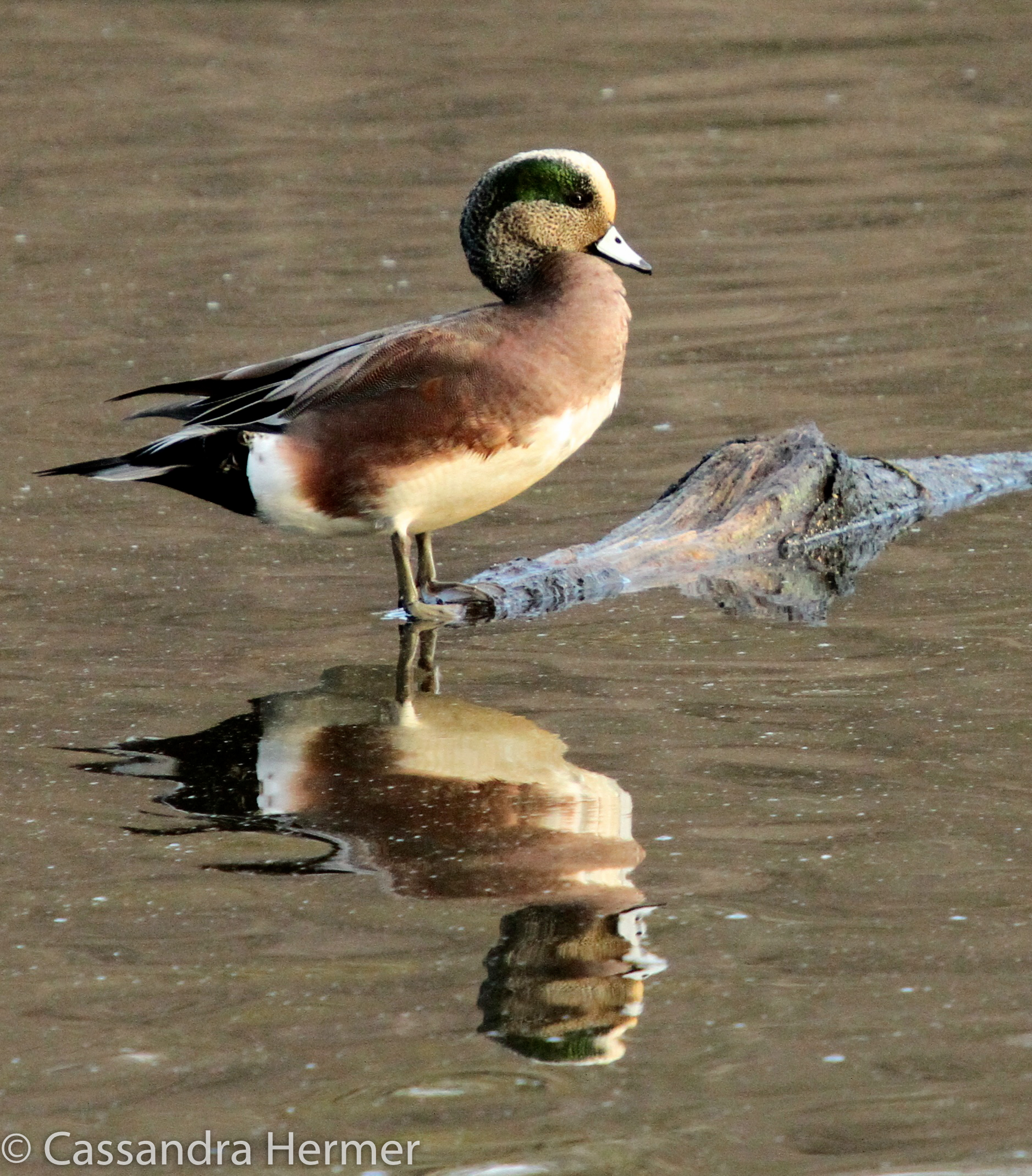  American Wigeon, Bolsa Chica&nbsp; 