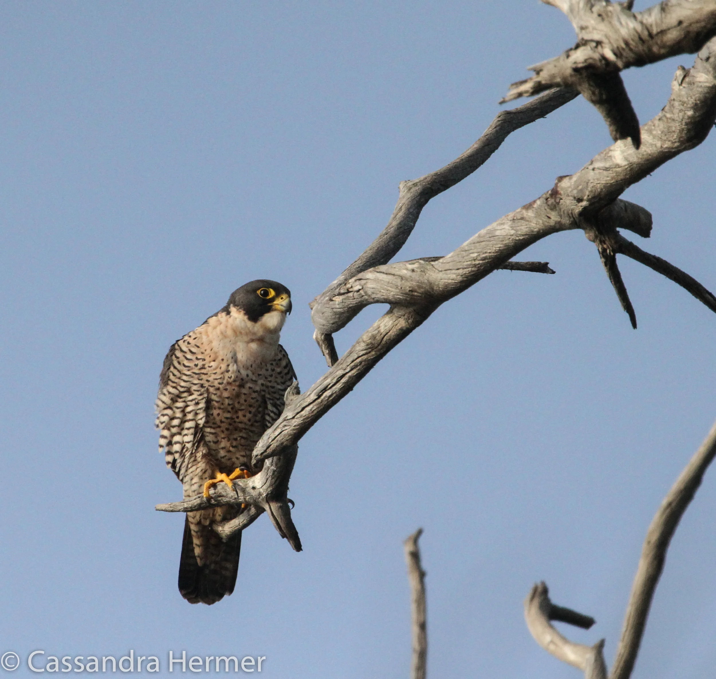  Peregrine Falcon, Bolsa Chica 