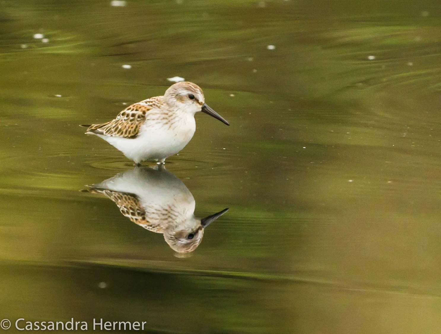  Western Sandpiper, Central Park 