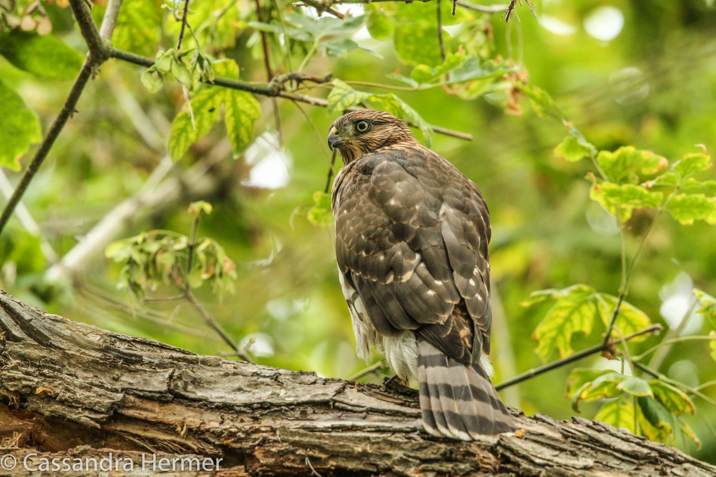  Copper's Hawk, Central Park 