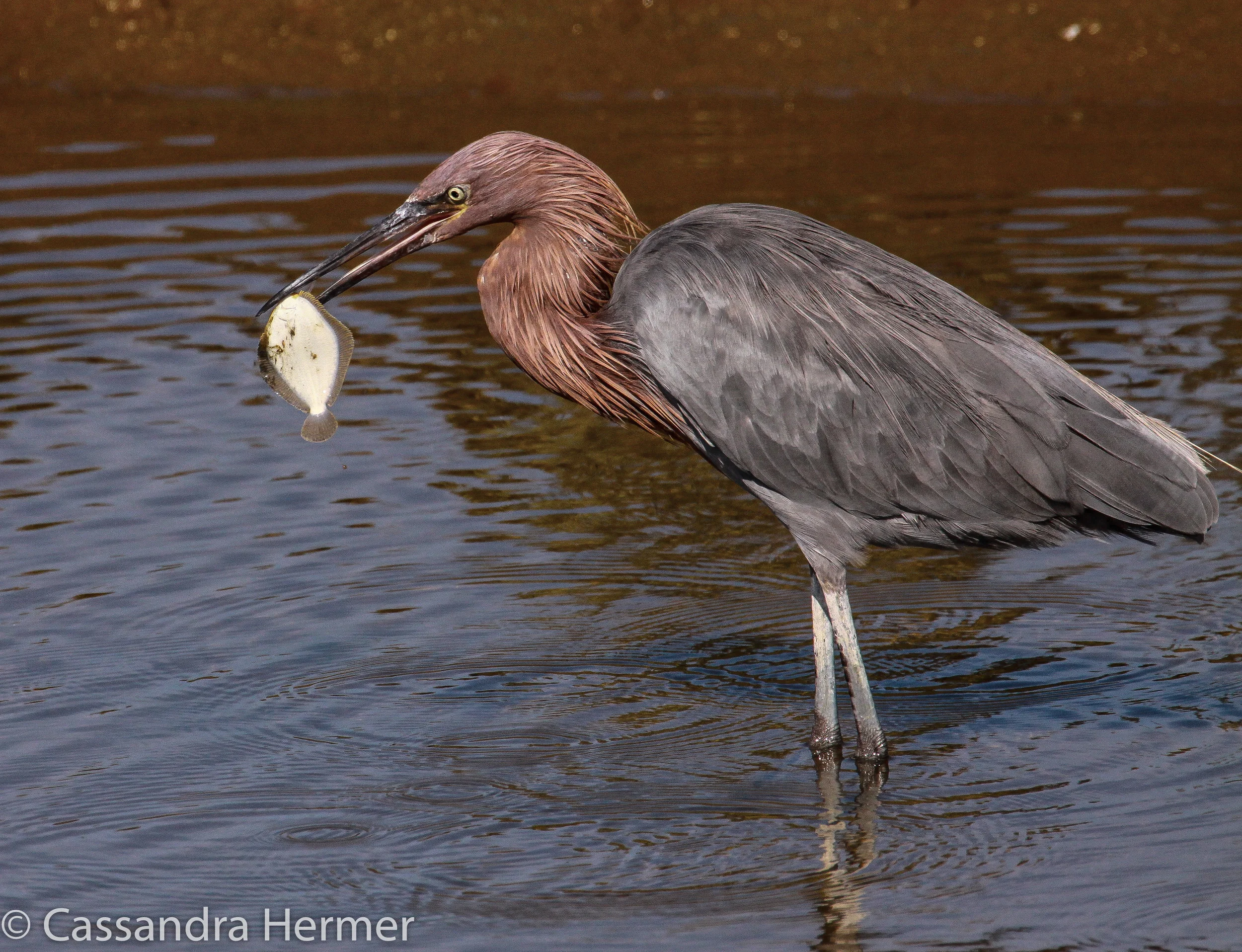  Reddish Egret, Bolsa Chica 