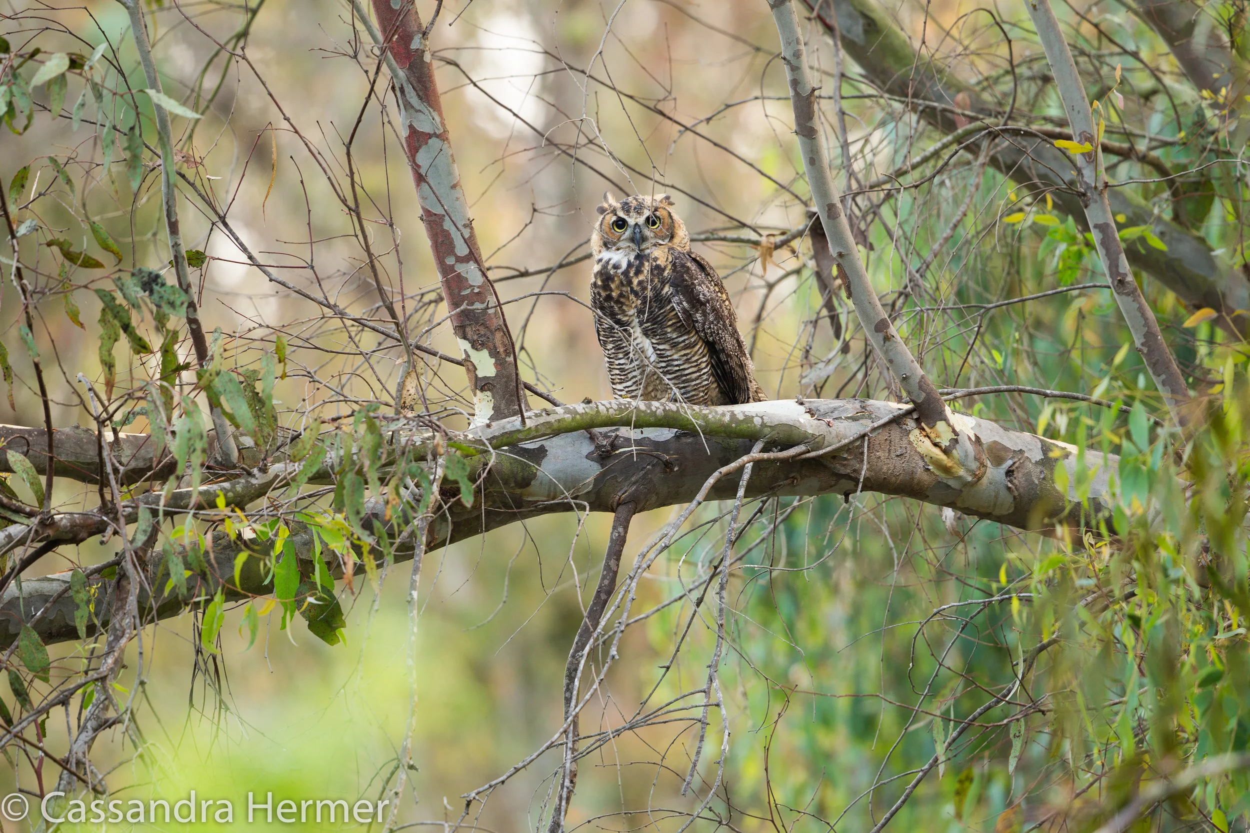  Great Horned Owl, Central Park. 