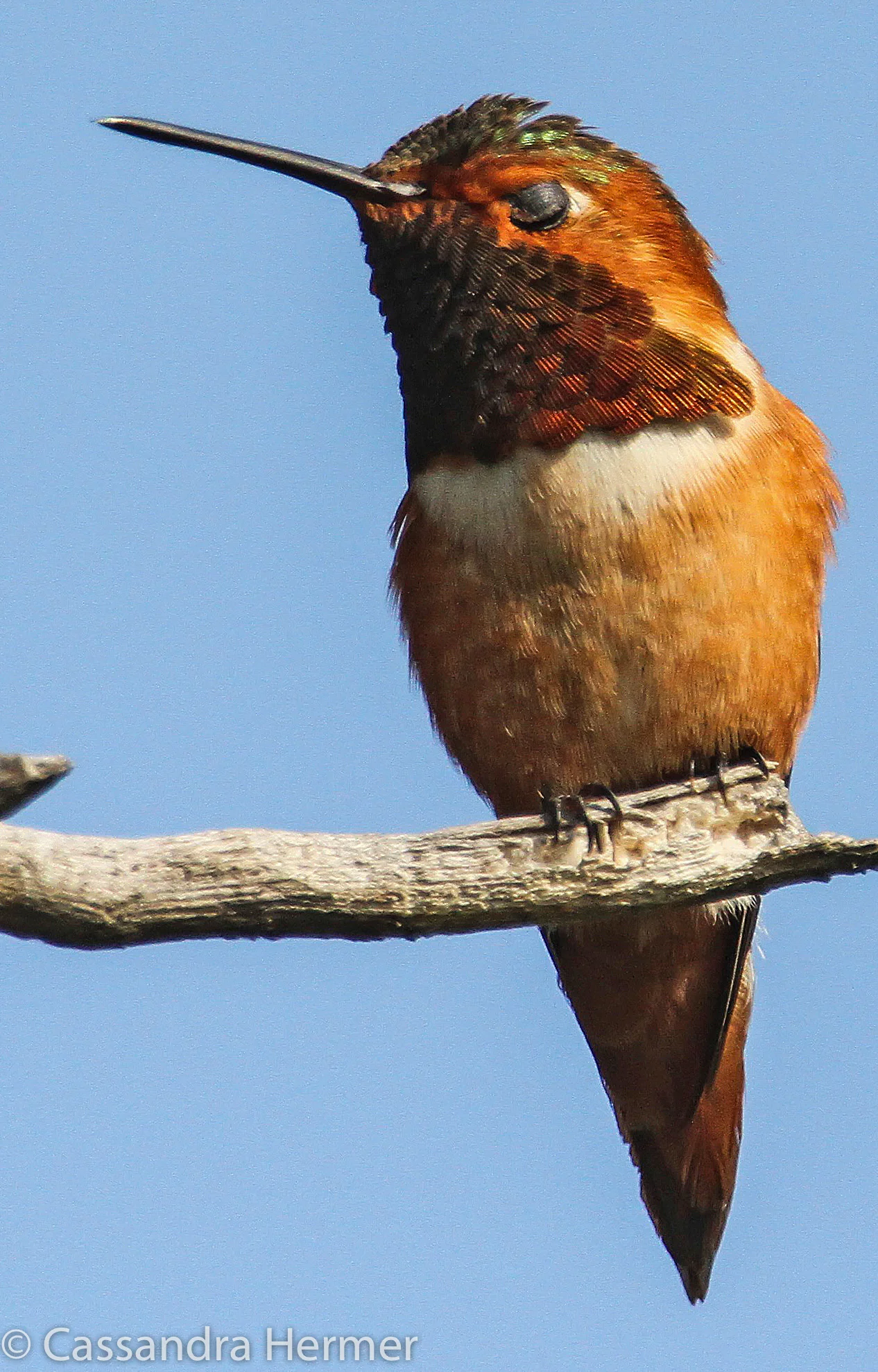  Allen's Hummingbird, Central Park 