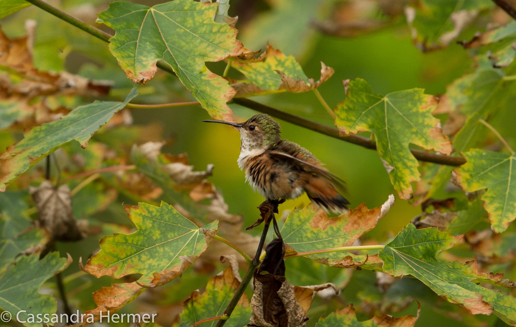 Allen's Hummingbird, Central Park 