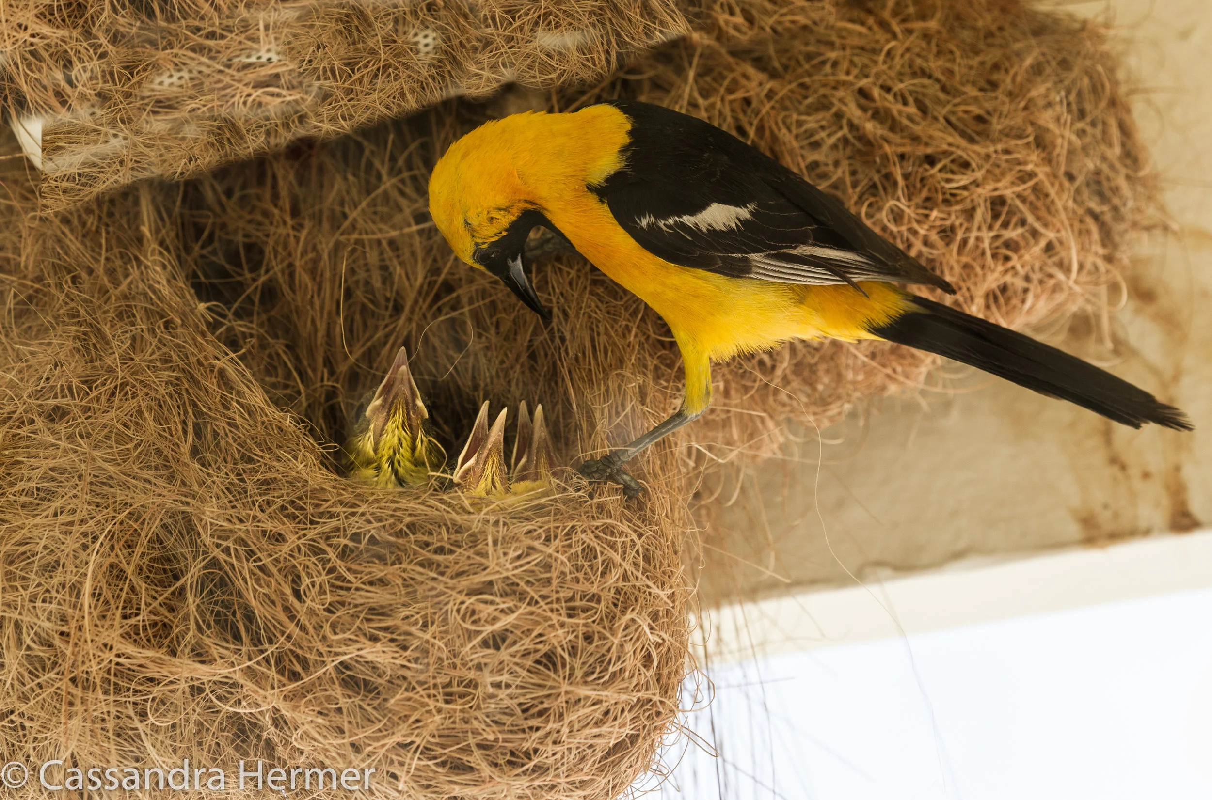  Hooded Oriole (m), Huntington Beach 