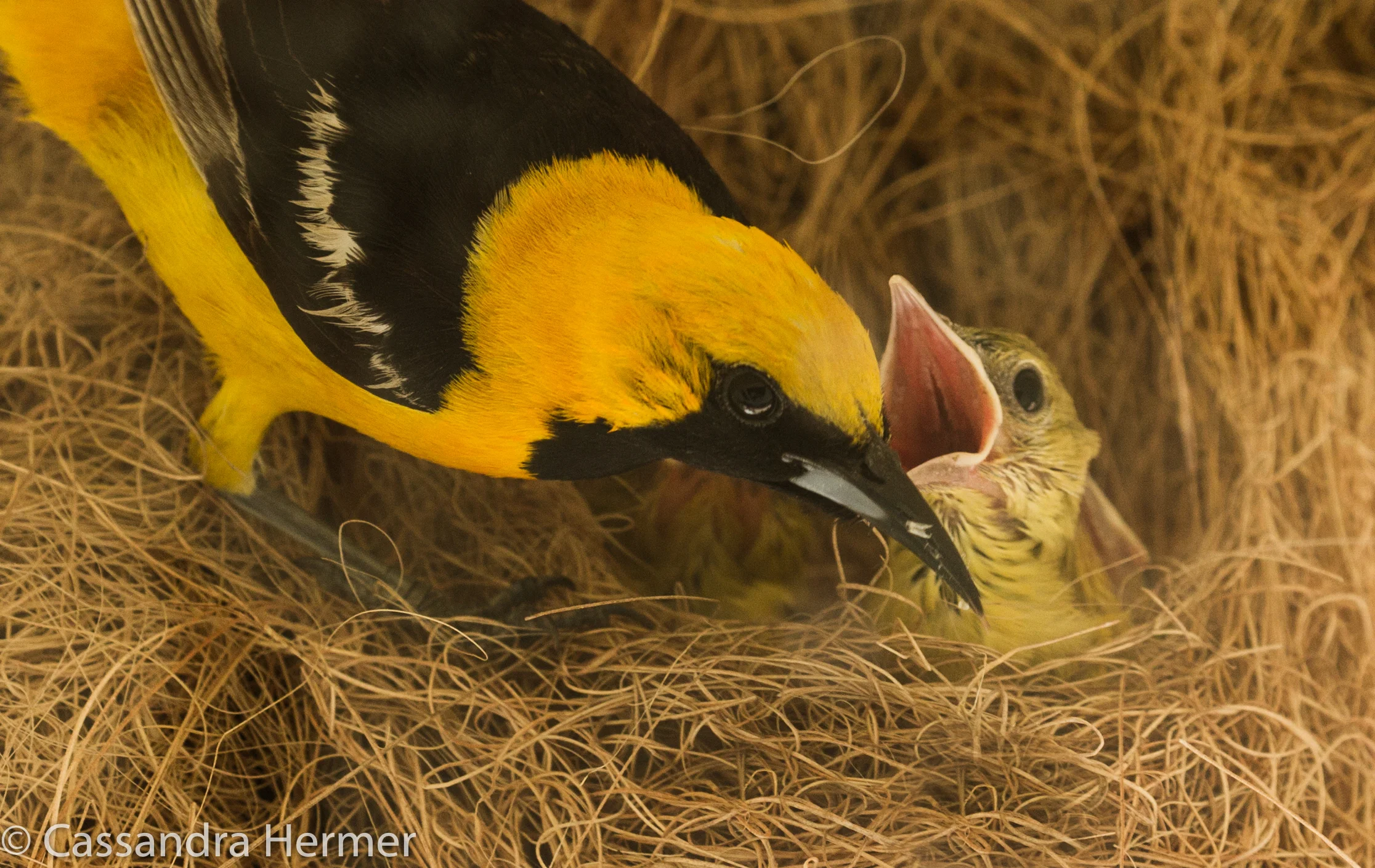  Hooded Oriole (m), Huntington Beach 