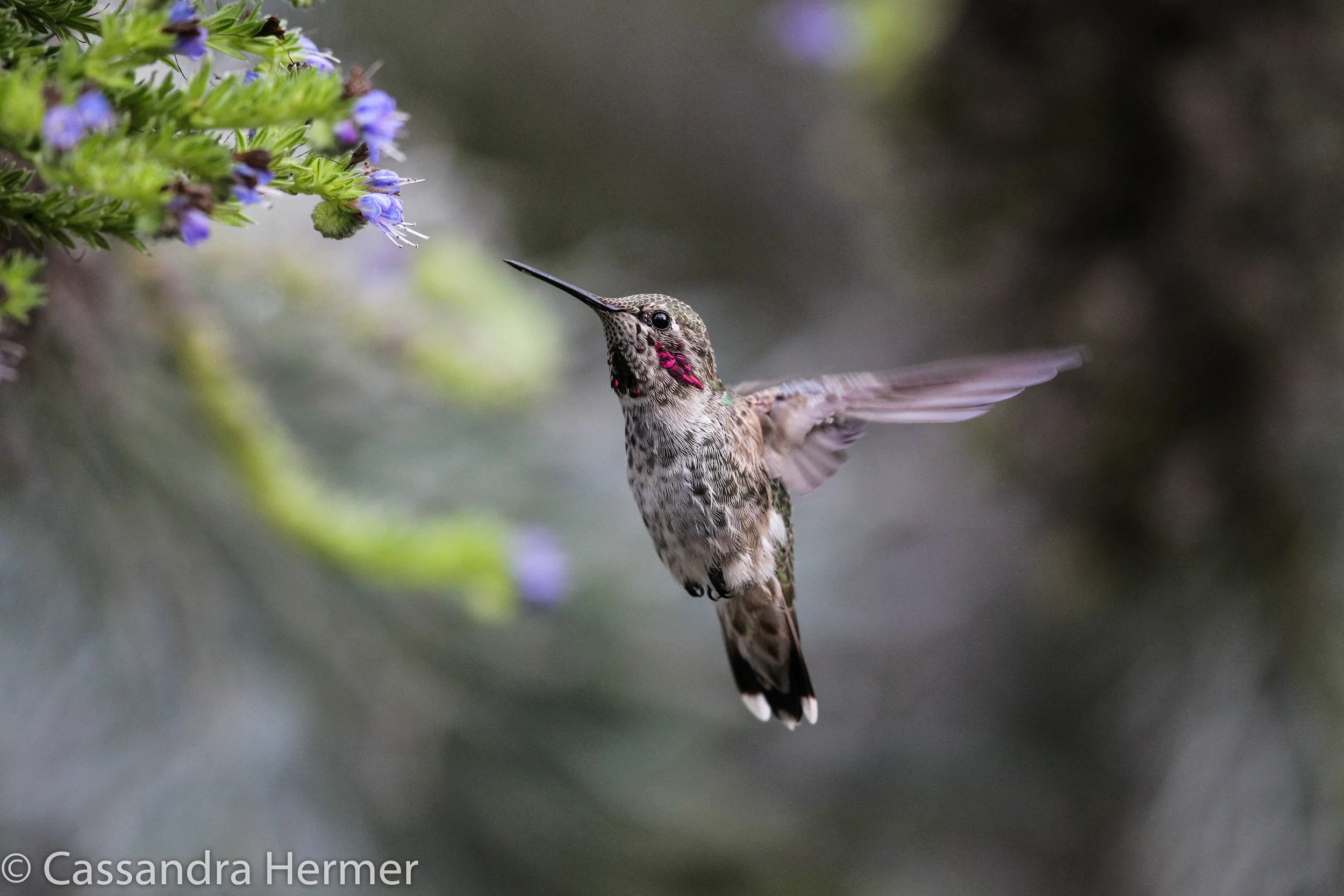  Anna's Hummingbird, Central Park 