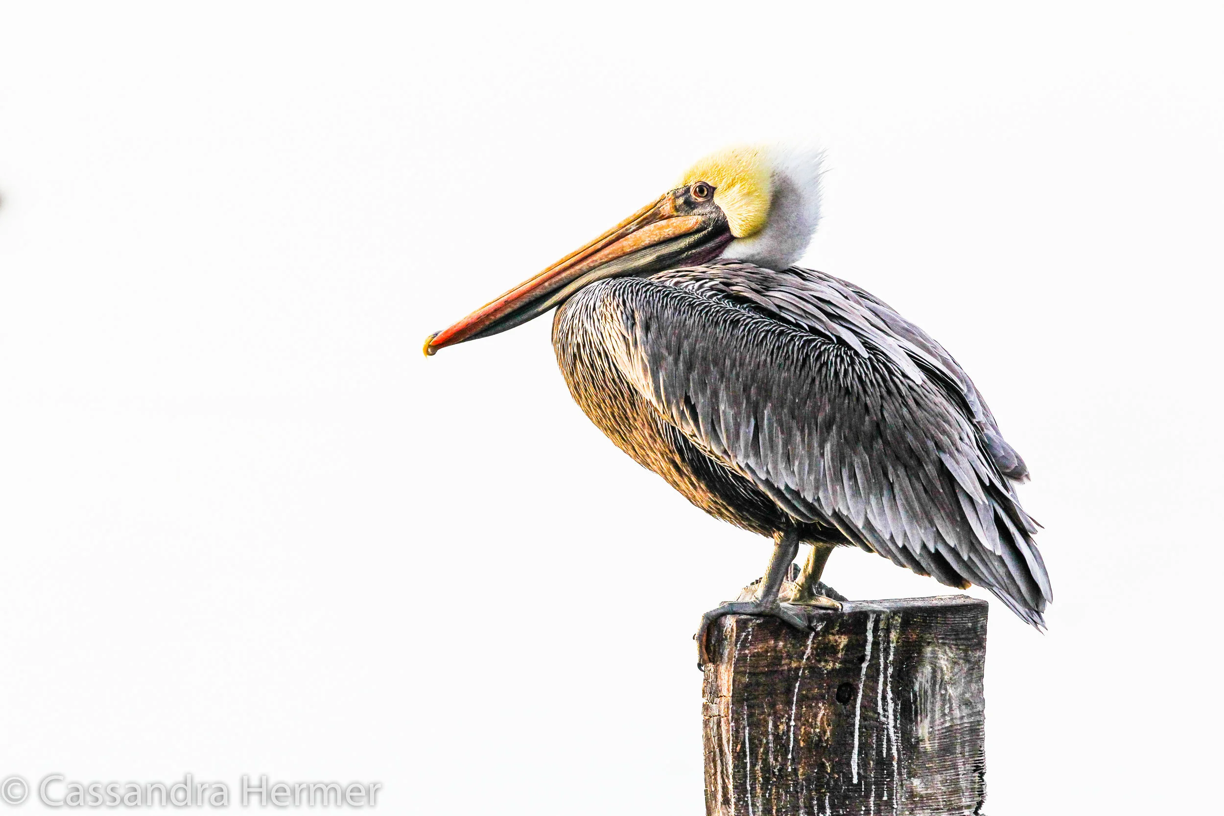  Brown Pelican, Bolsa Chica 