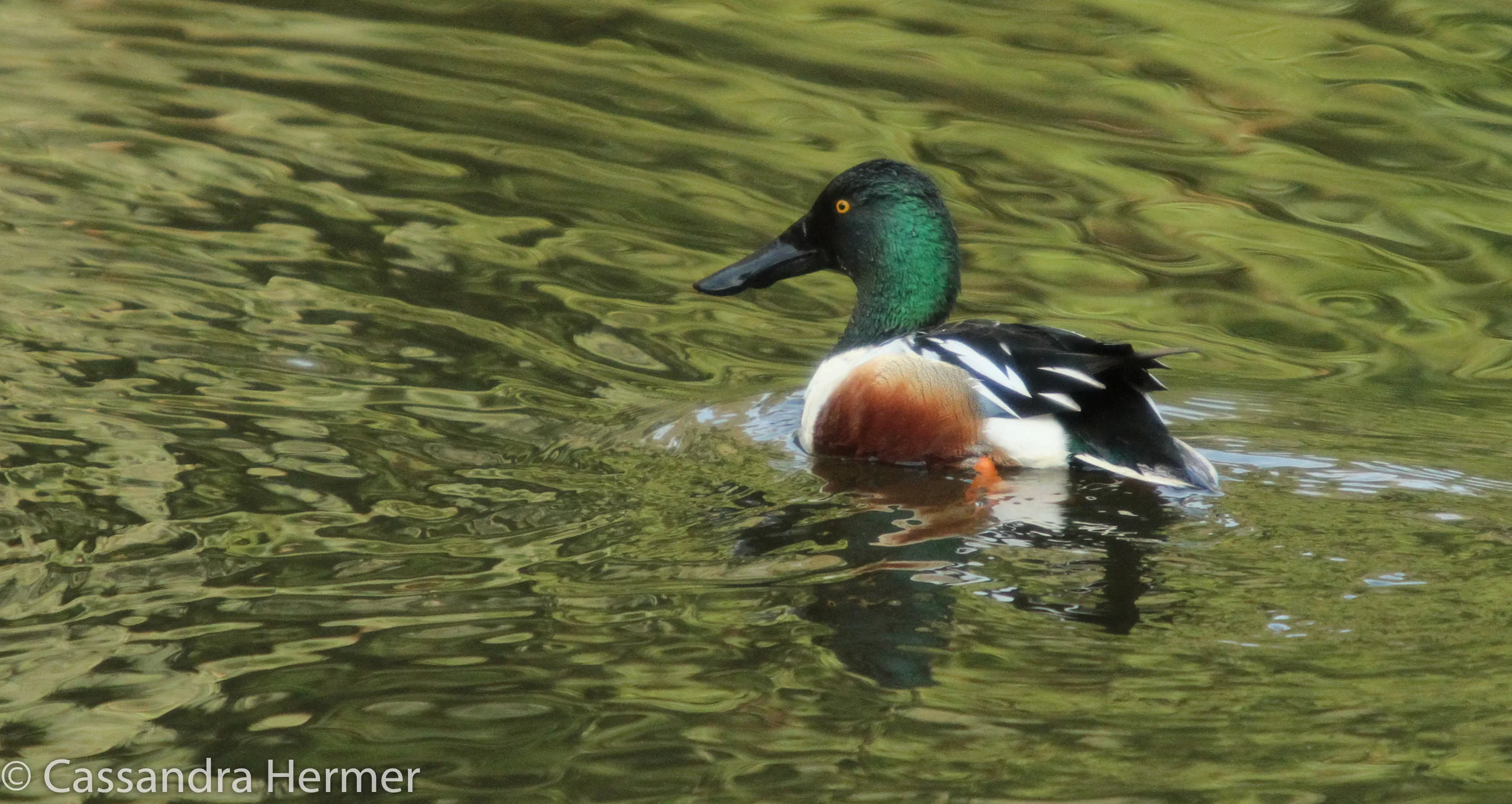  Northern Shoveler (m), Central Park 