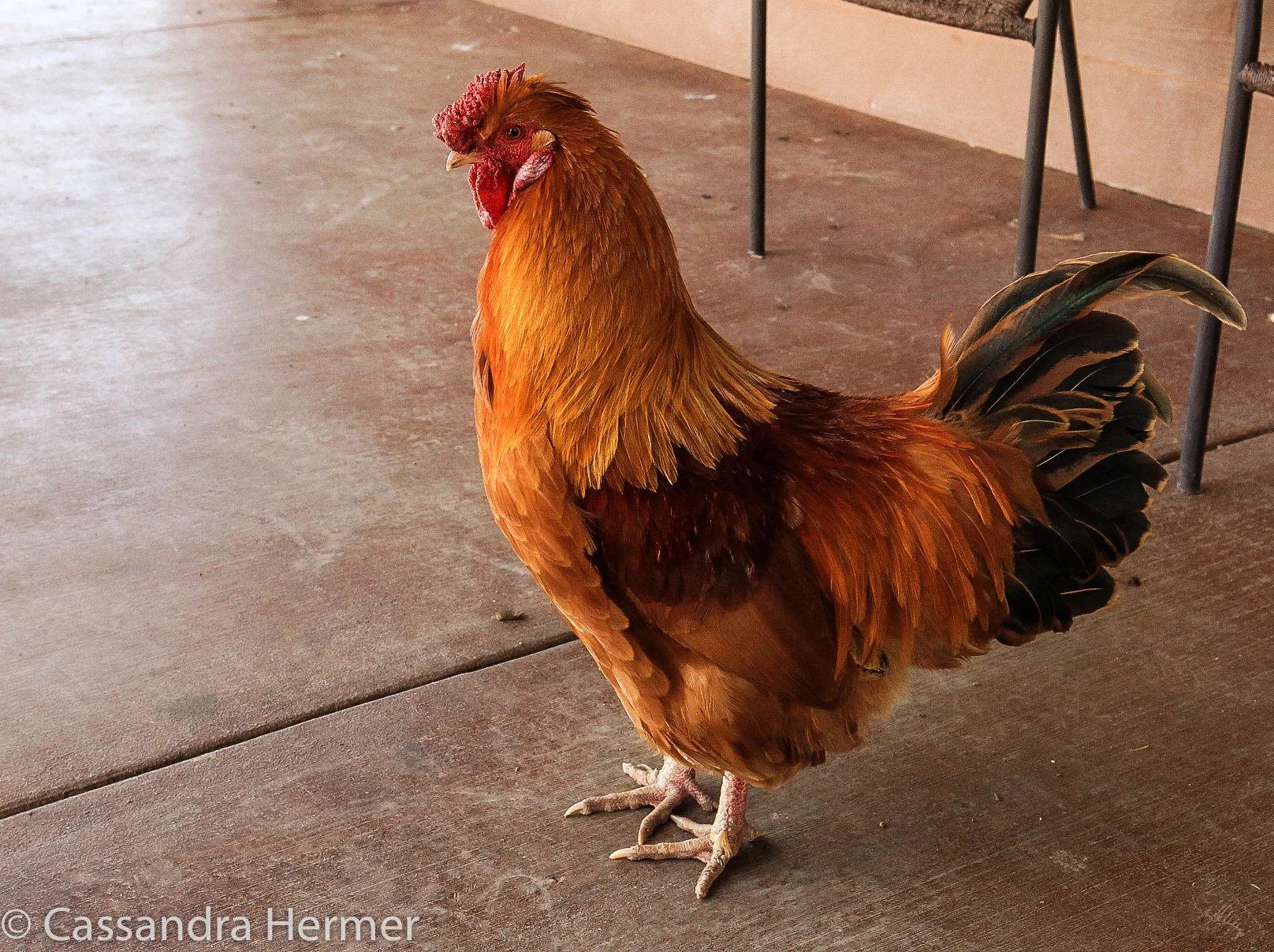  Rooster, Utah ( I have a fondness for roosters) 