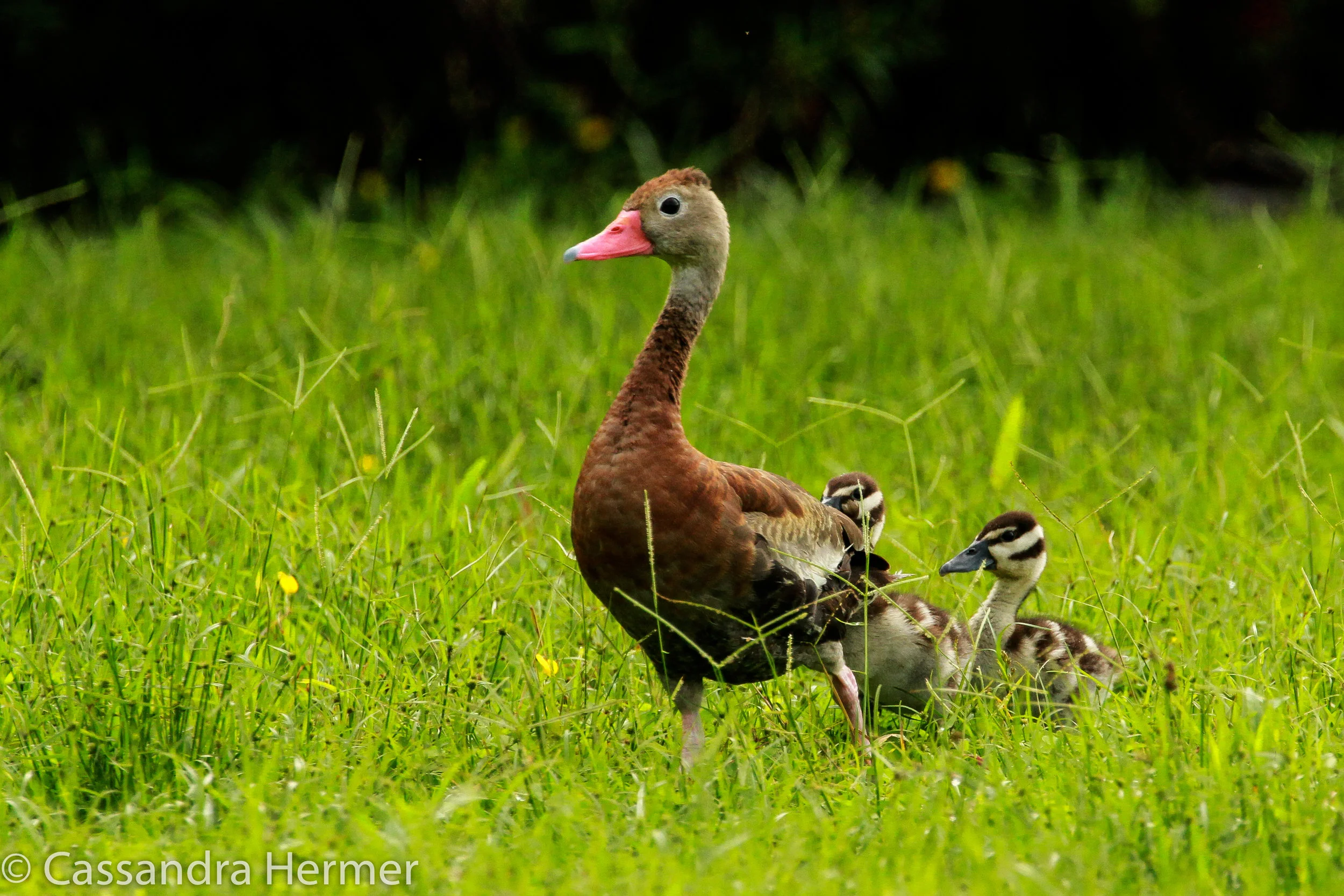  Black-bellied Whisting-Duck with chicks, Costa Rica 