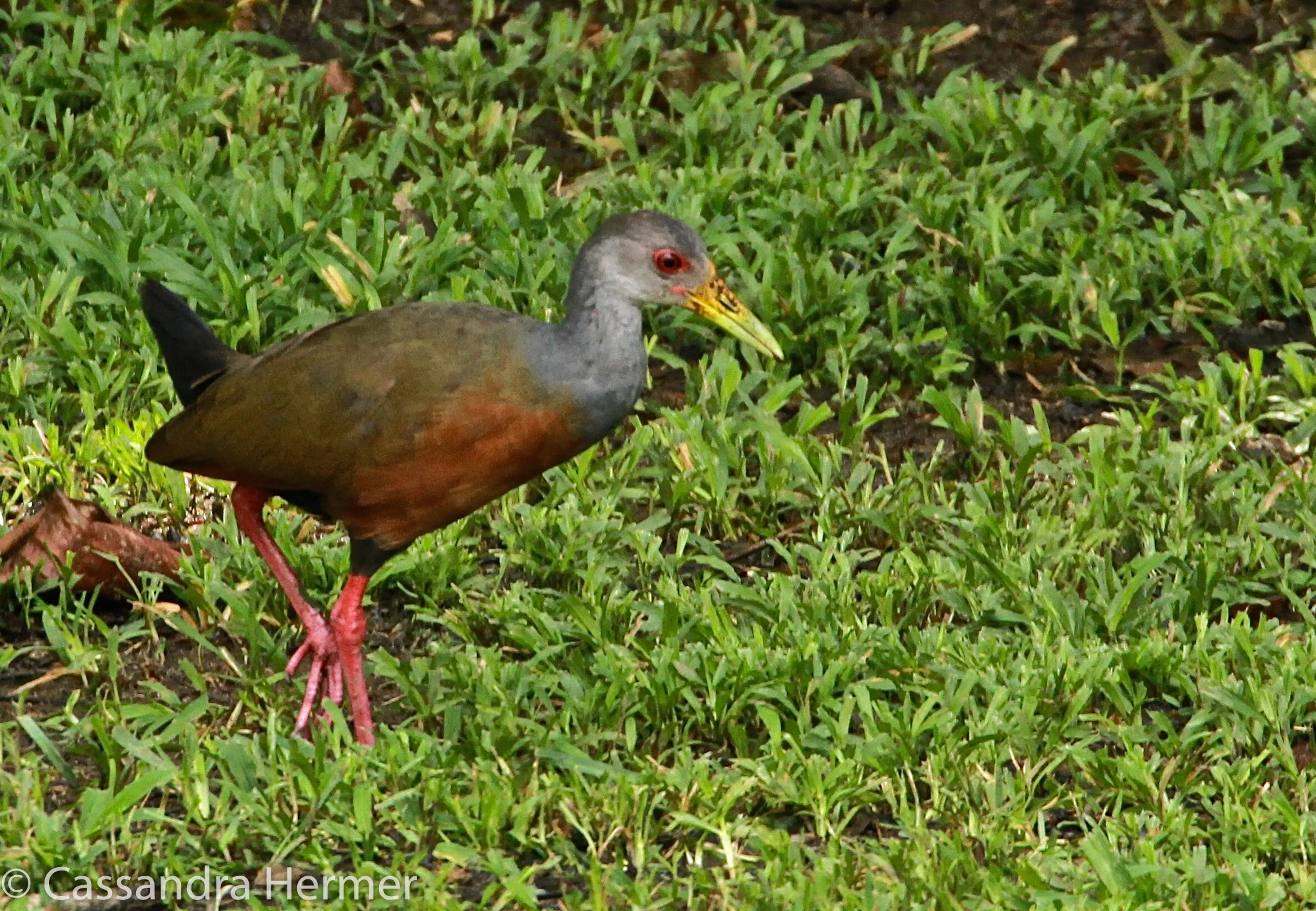  Gray-necked Wood-Rail, Costa Rica 