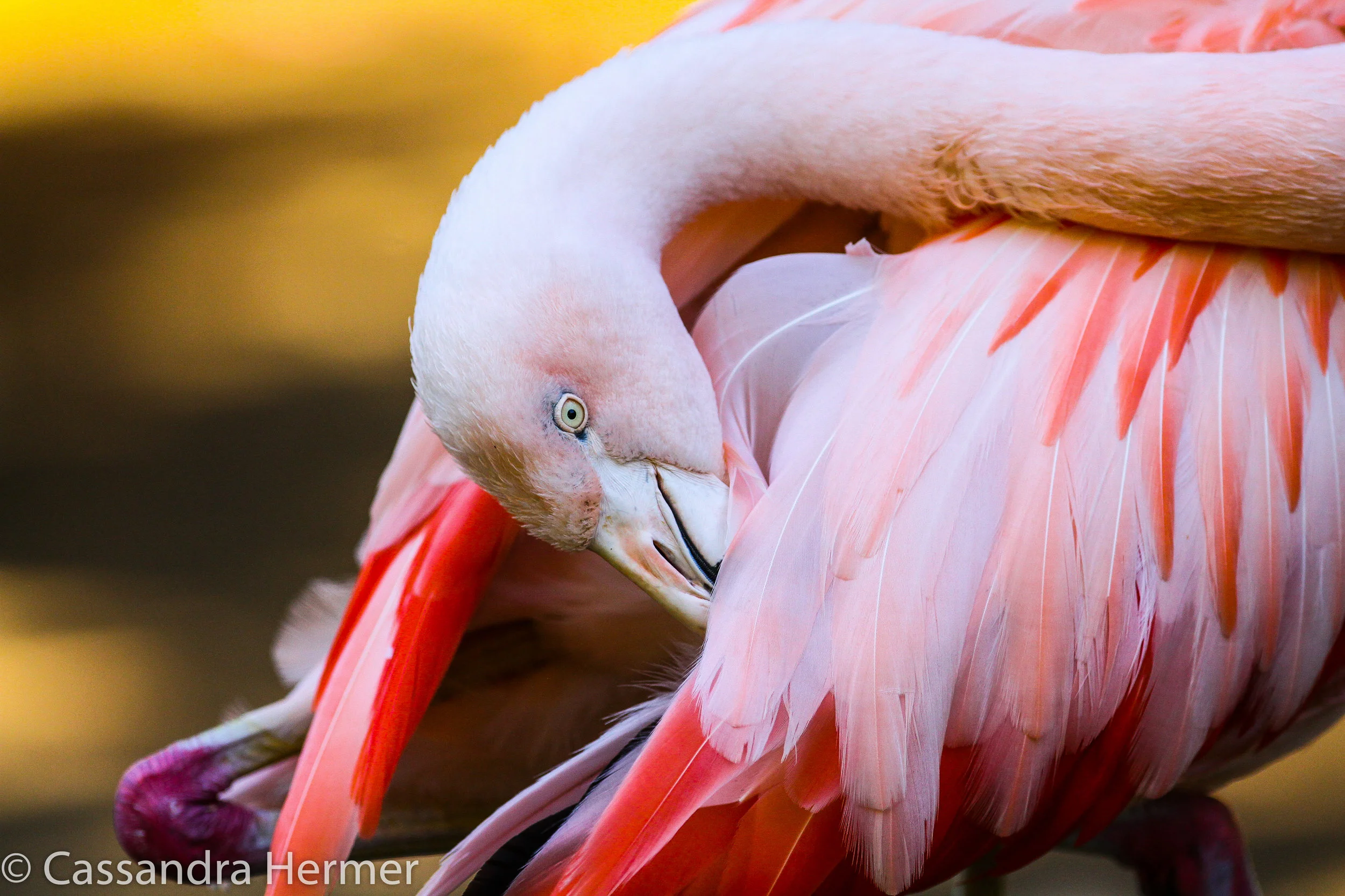  Flamingo, LA Zoo 