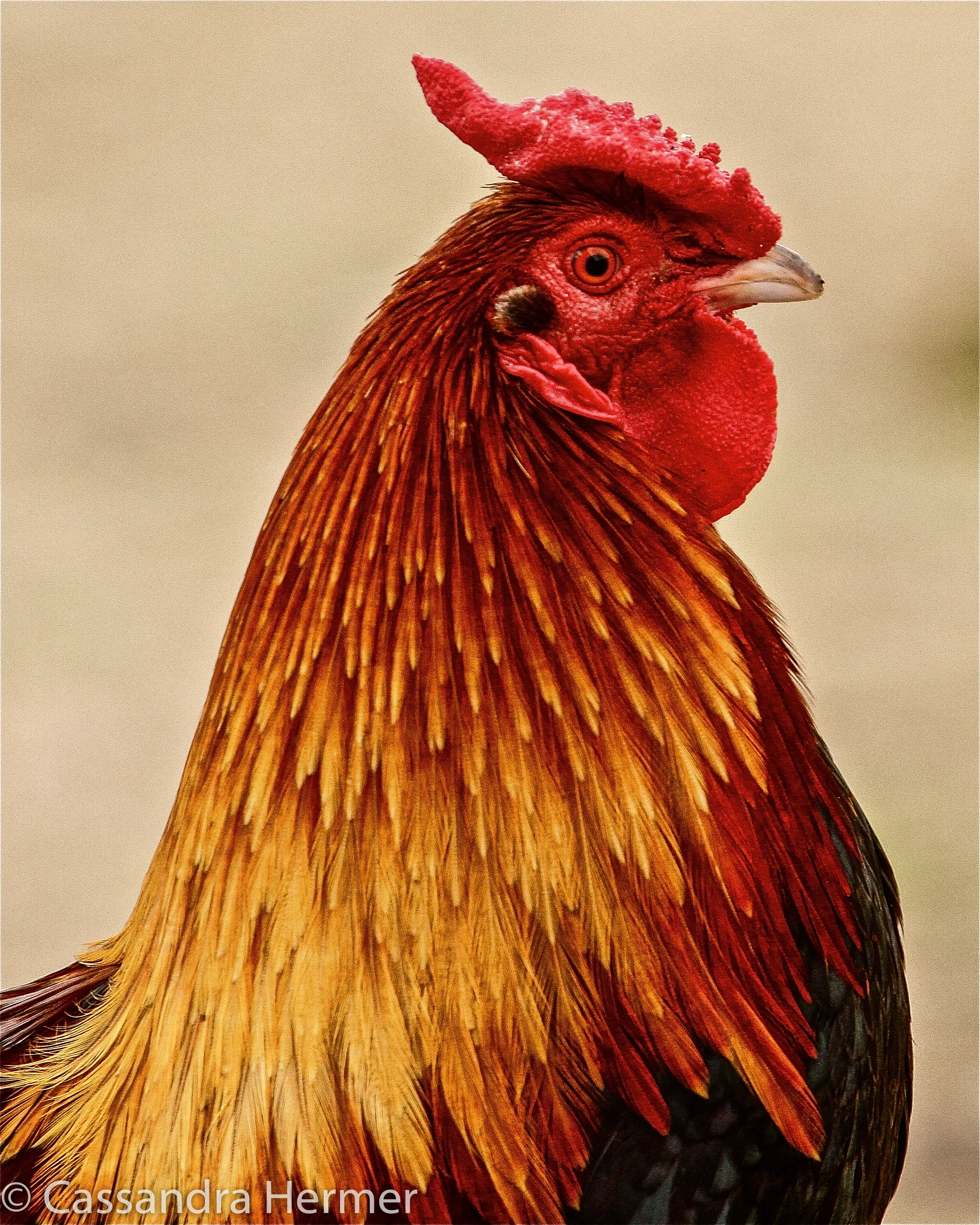  This is Bob, found in Central Park. Someone dumped him there. Alas Bob disappeared pretty quick, most likely a coyote.He is or was a beautiful &nbsp;rooster. 
