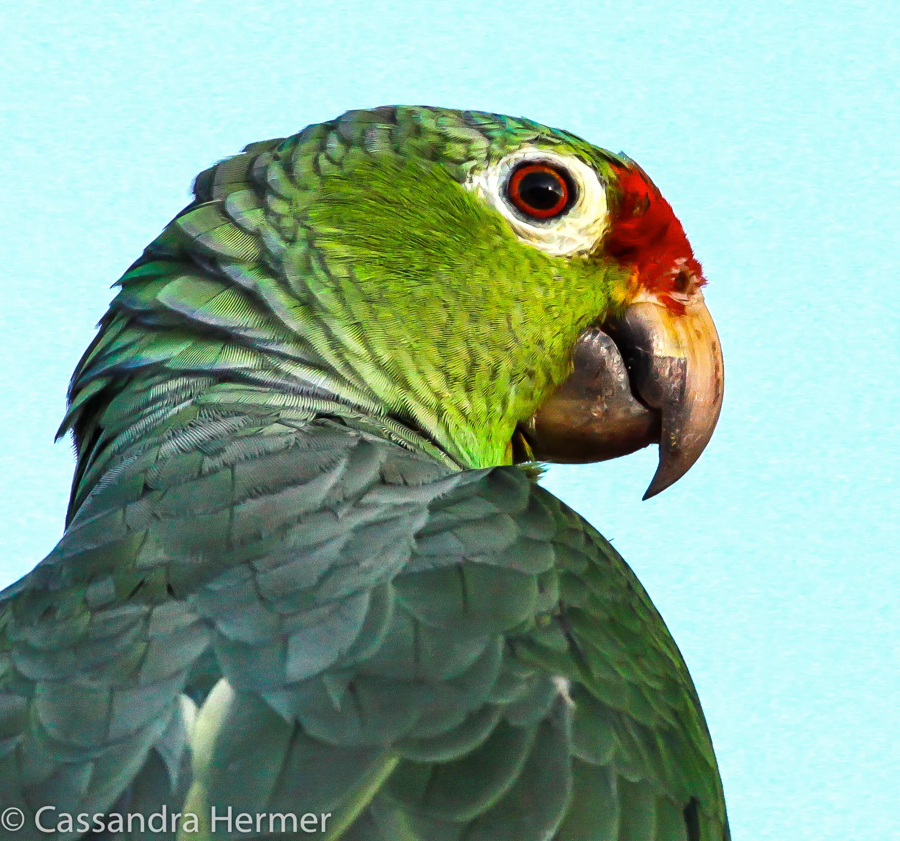  Red-fronted Parrotlet, Costa Rica 