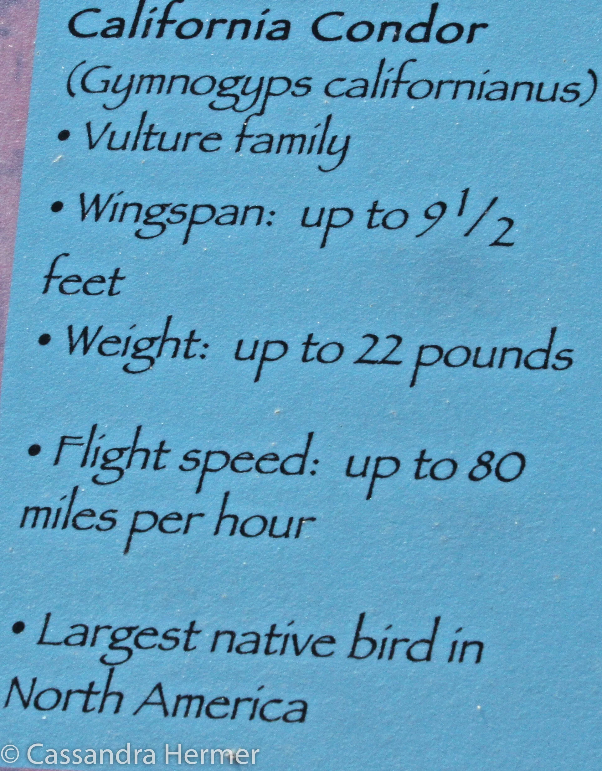  California Condor's information. 