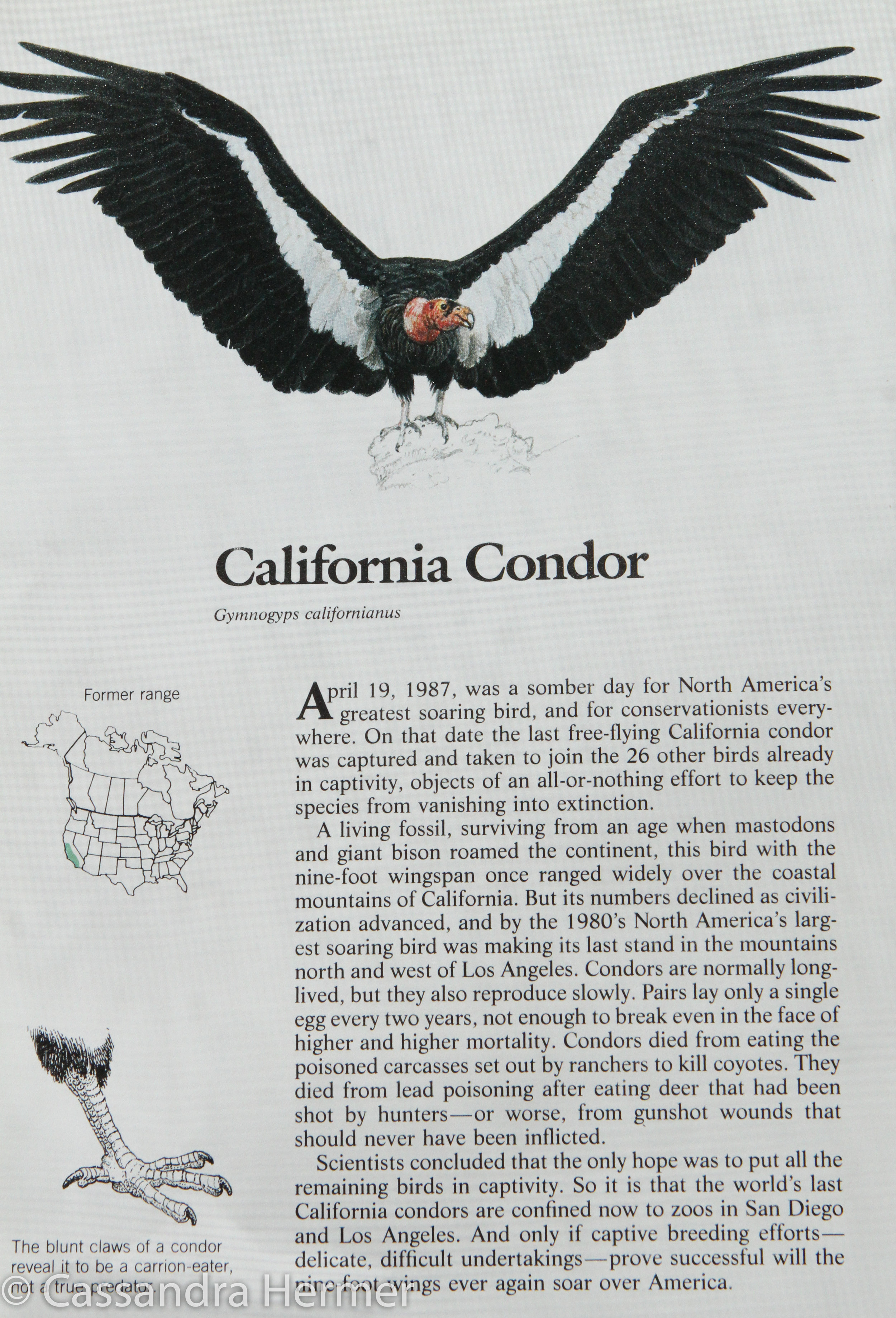  Almost lost our condors. As of 2013, total population is 412 condors. Capture population is 183 birds. California wild &nbsp;population is 125. LA Zoo has 27 birds. Arizona area has 76 in the wild. 