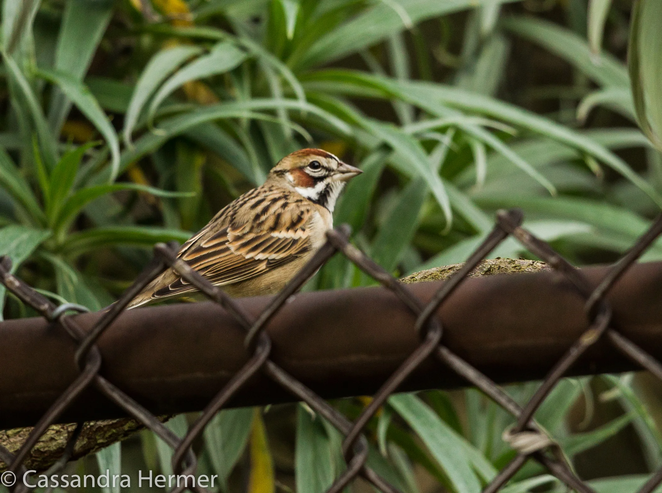  Lark Sparrow, Central Park 