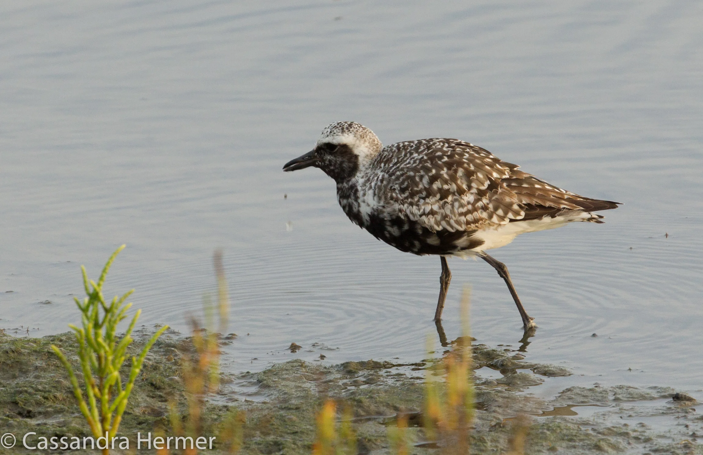  Black-bellied Plover, Bolsa Chica 