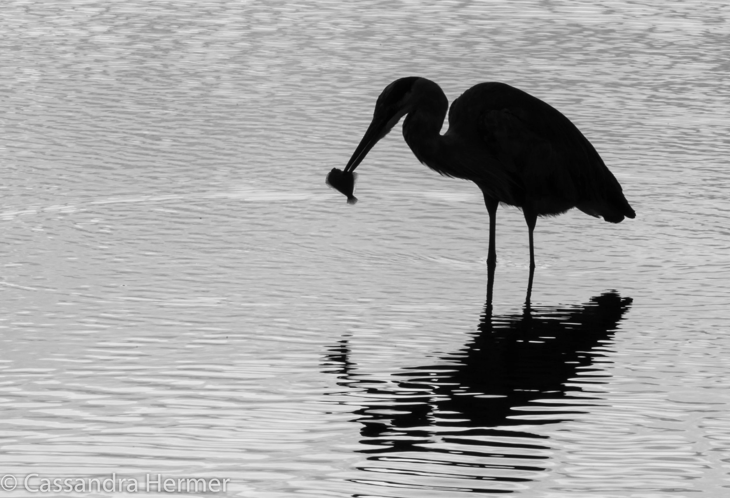  Great Blue Heron, with flat fish, Bolsa Chica 