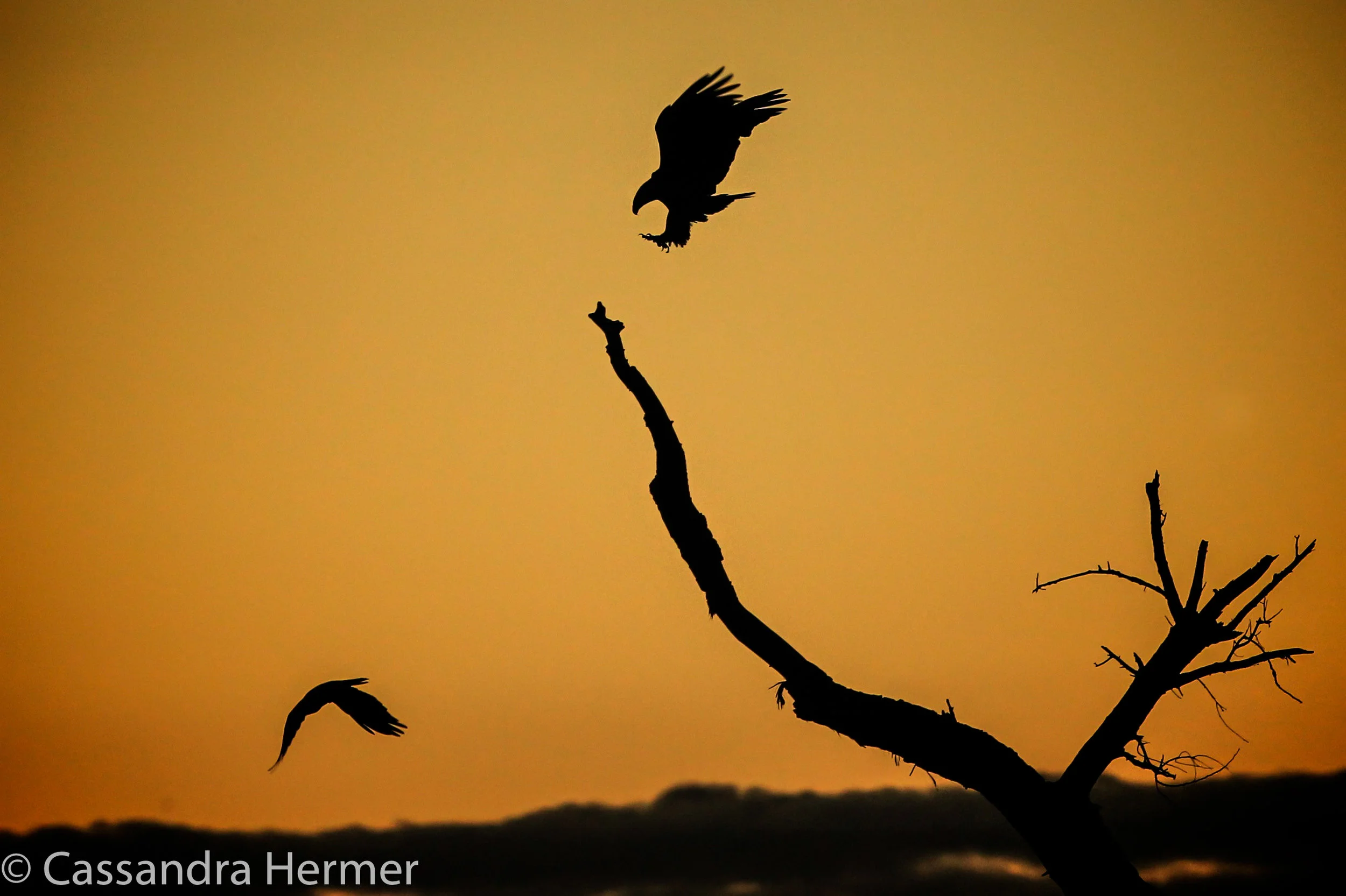  Bald Eagle chasing a crow away, and making a landing on the crow's branch. New Mexico 