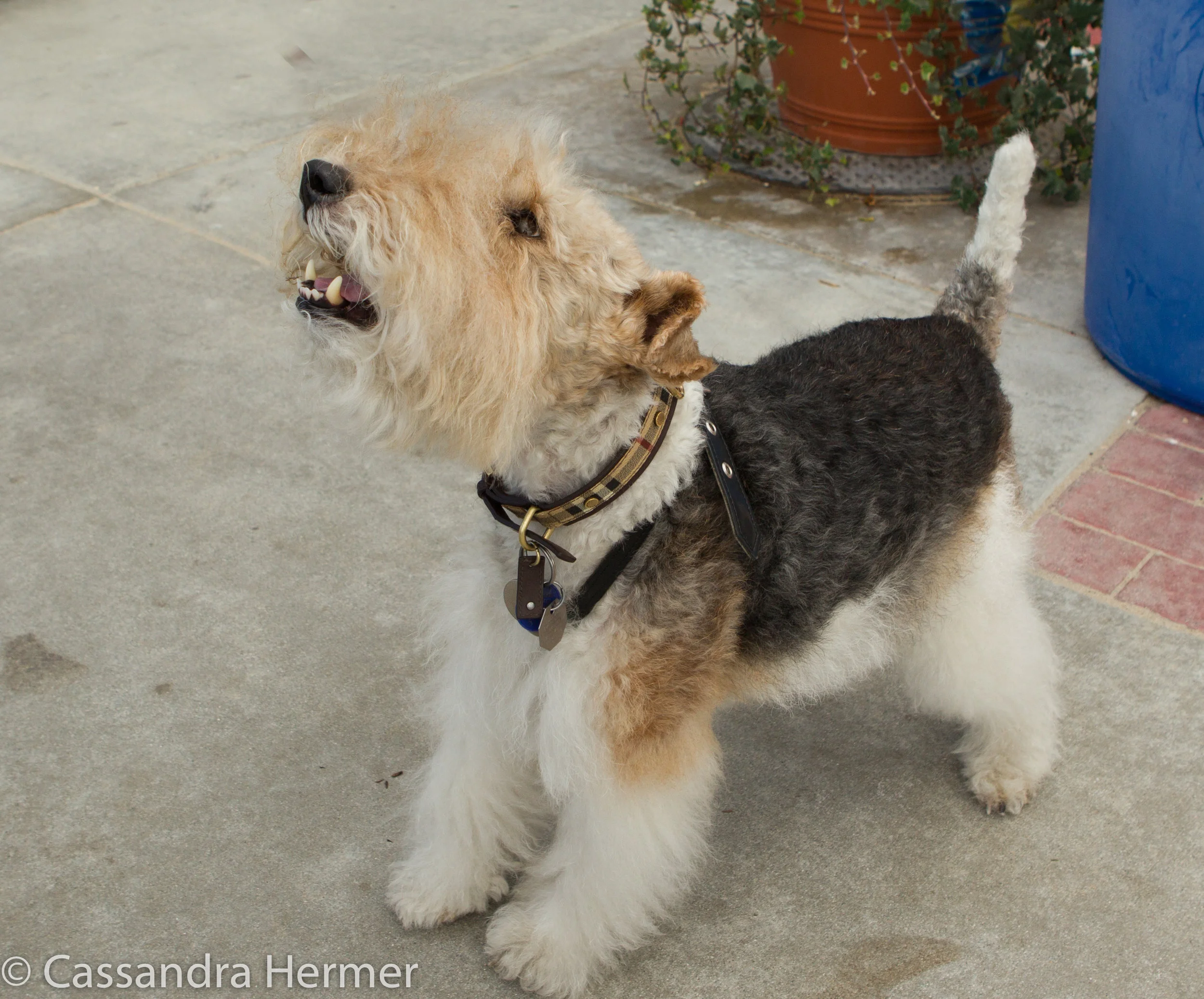  Winston, a favorite dog of mine in Balboa Island 