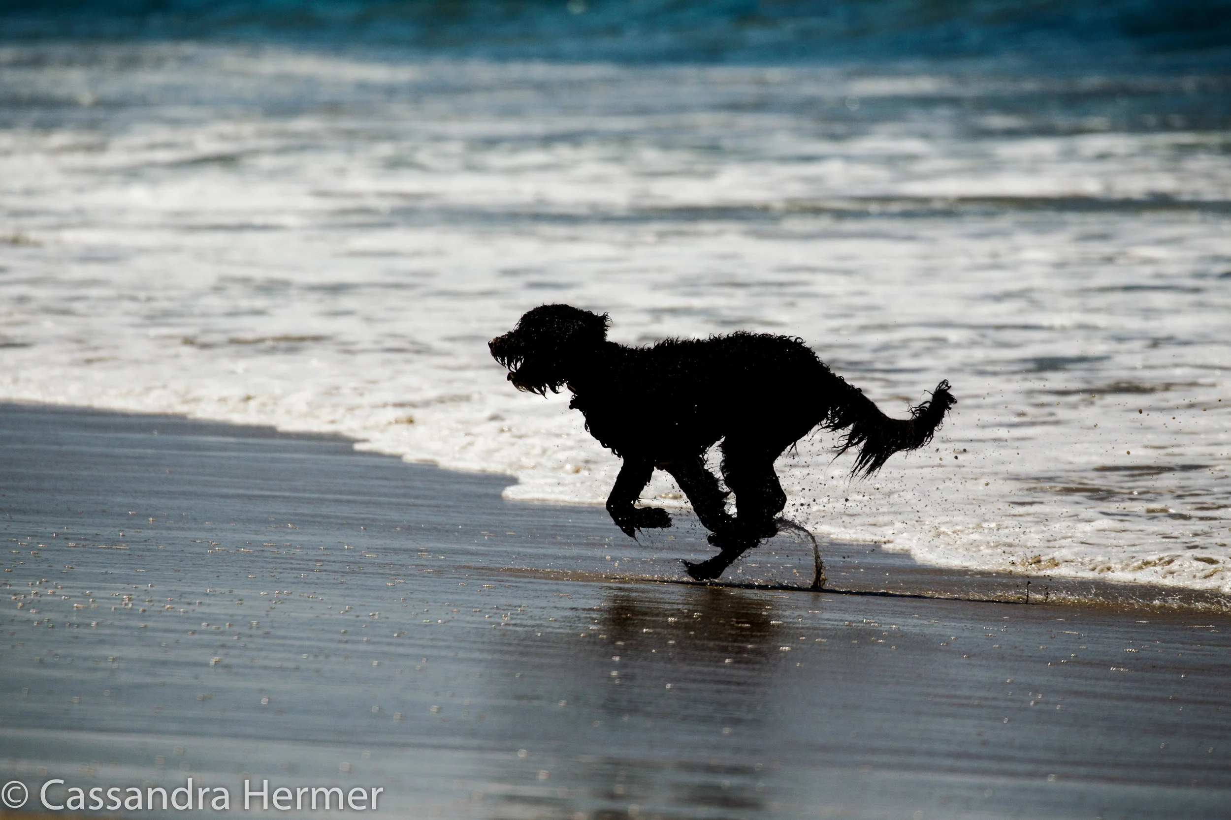 Dog Beach, Huntington Beach, Ca. 