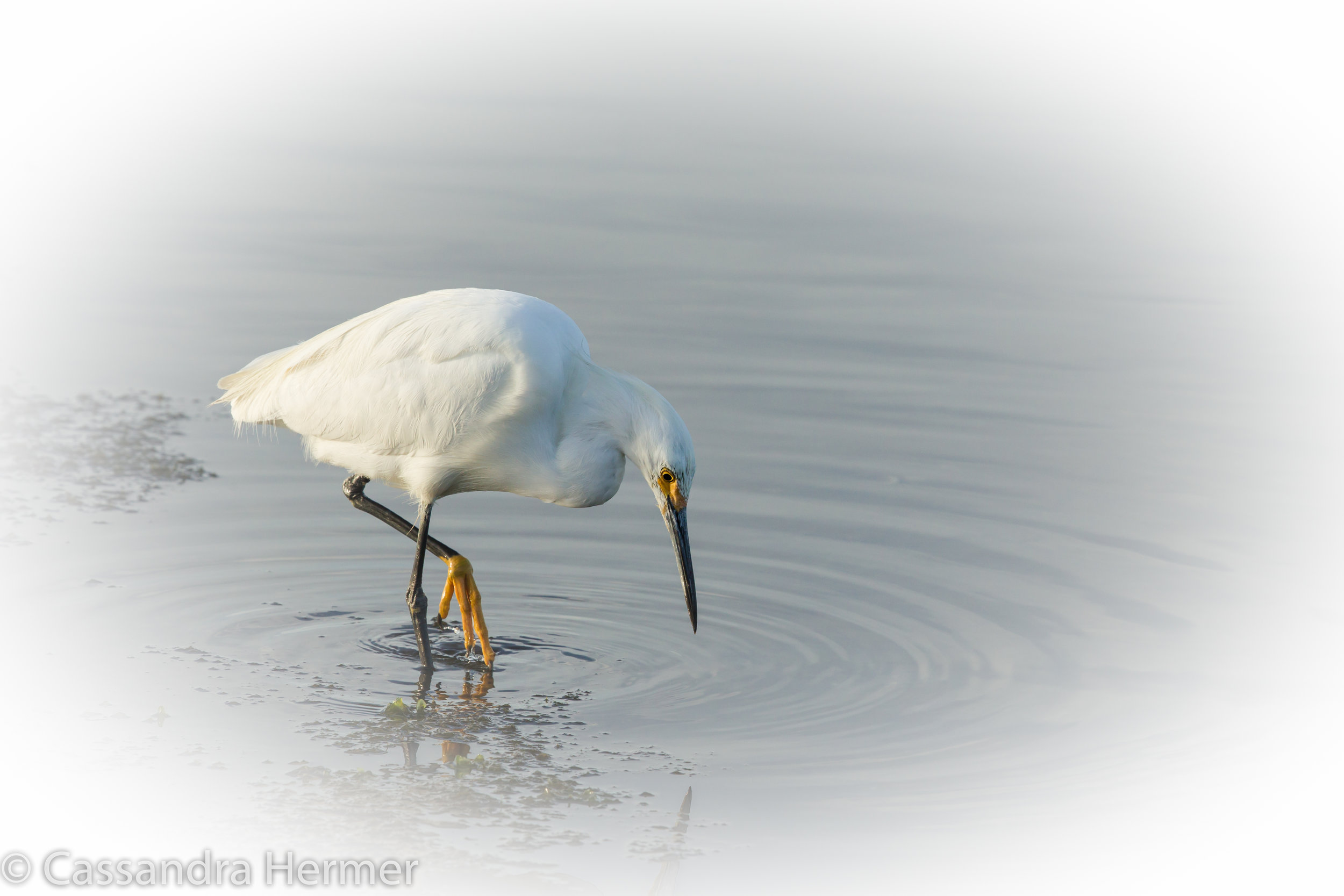  Snowy Egret, Bolsa Chica 