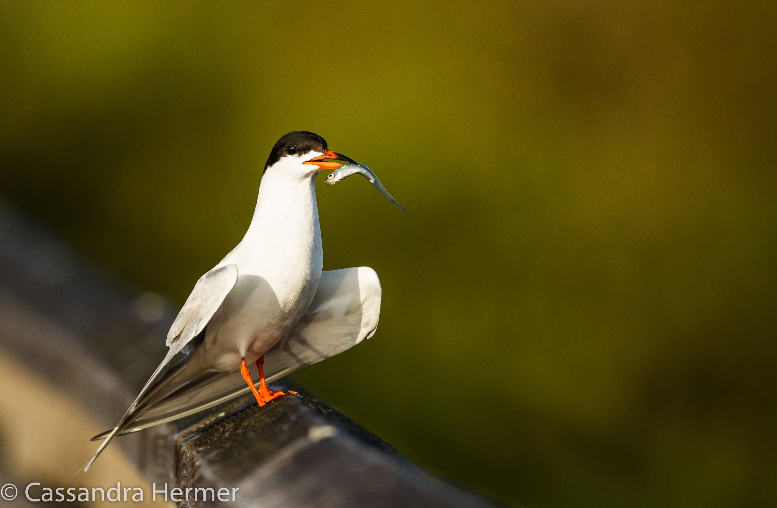  Forster Tern, Bolsa Chica 
