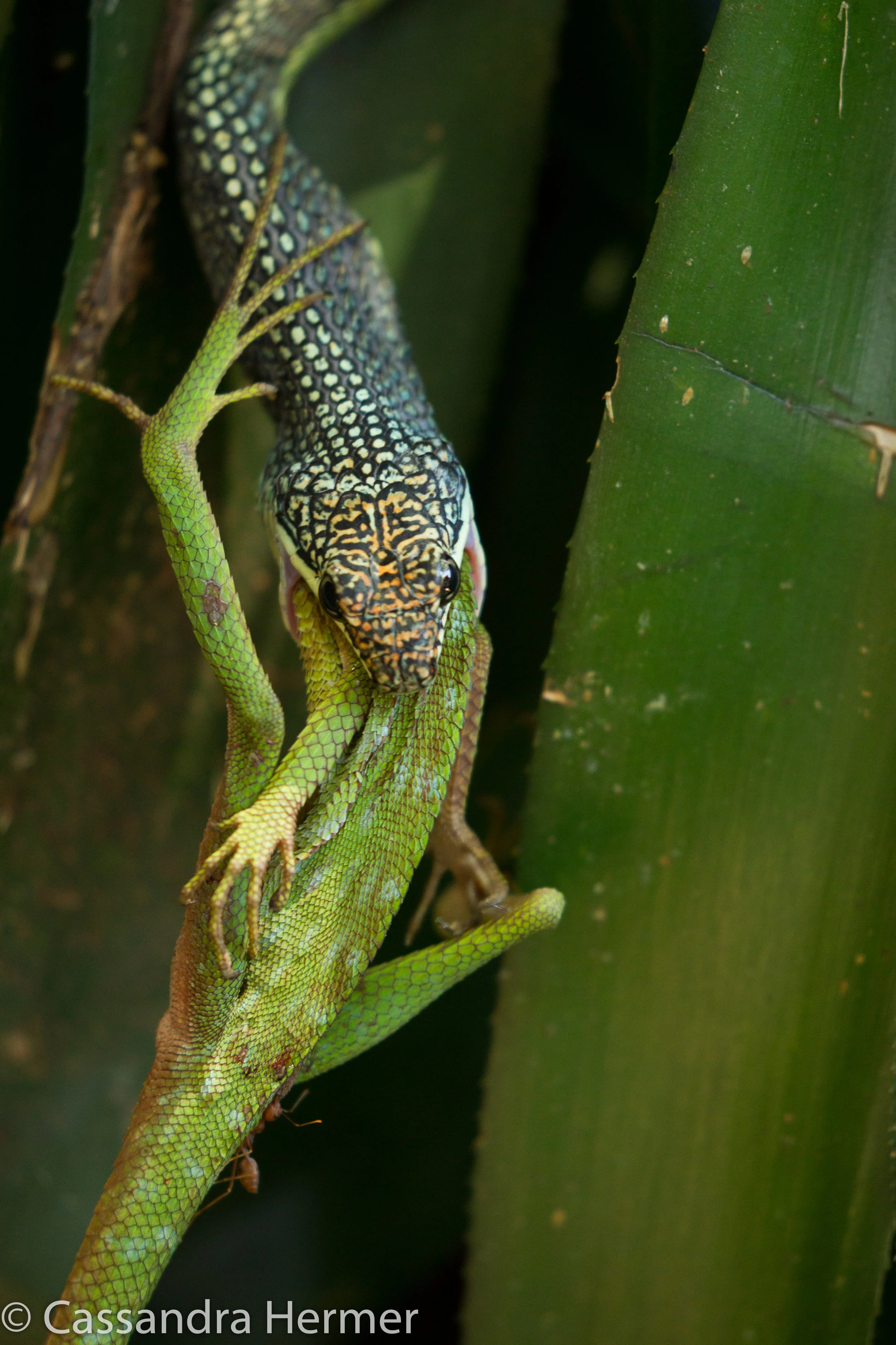 Paradise Tree Snake, eating a ( still live) Agamid Lizard 