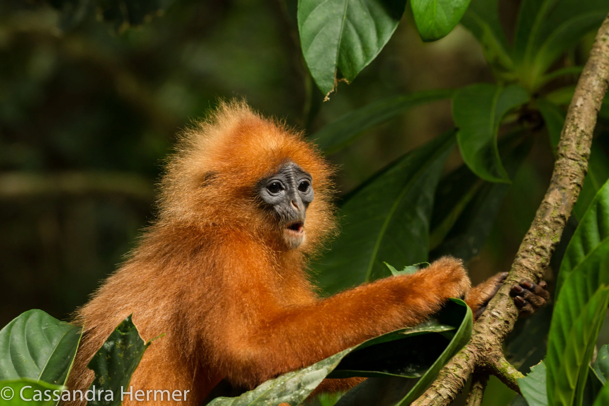  Maroon (red) Leaf Langur Monkey 
