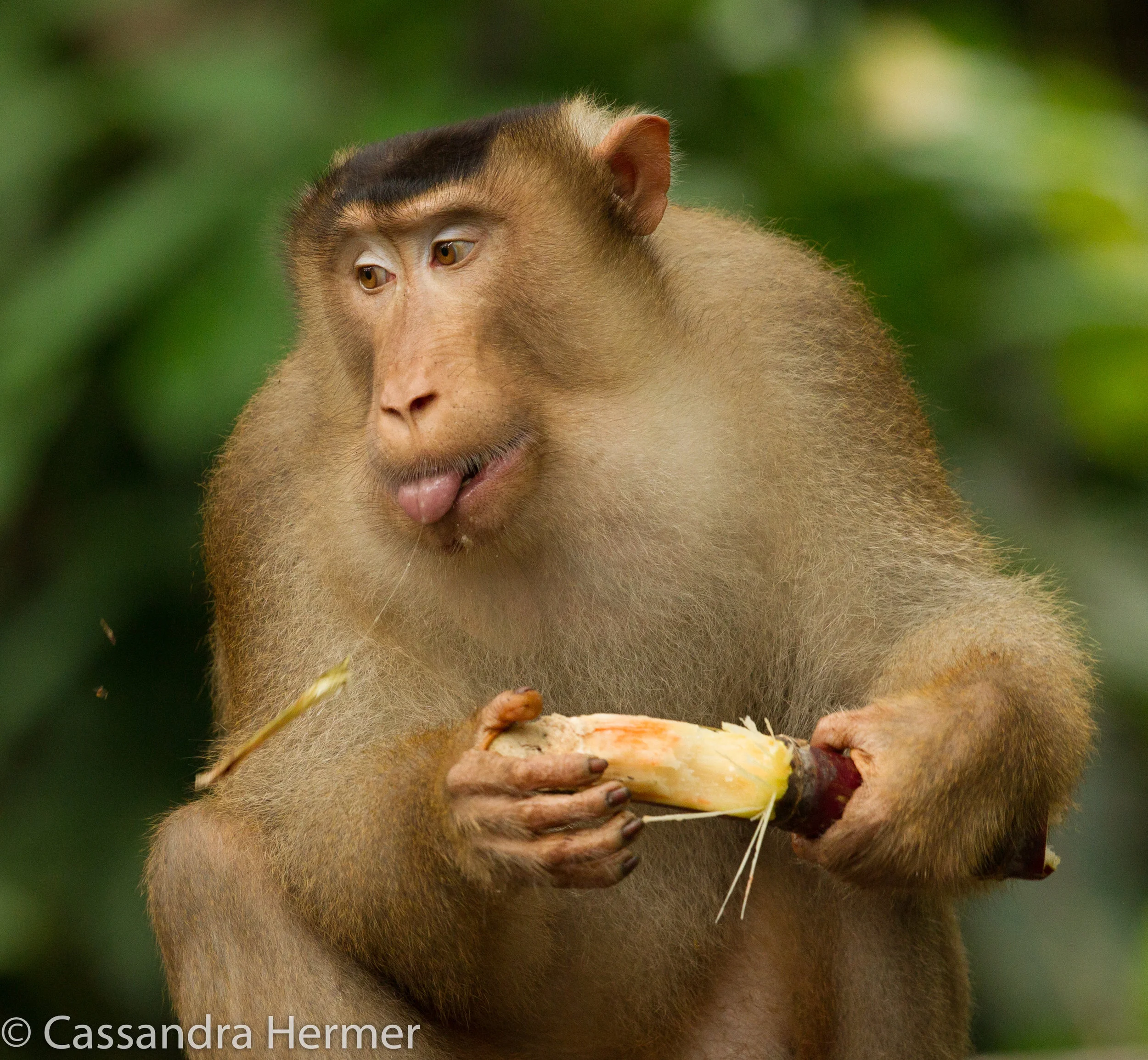  Pig-tailed Macaque Monkey 