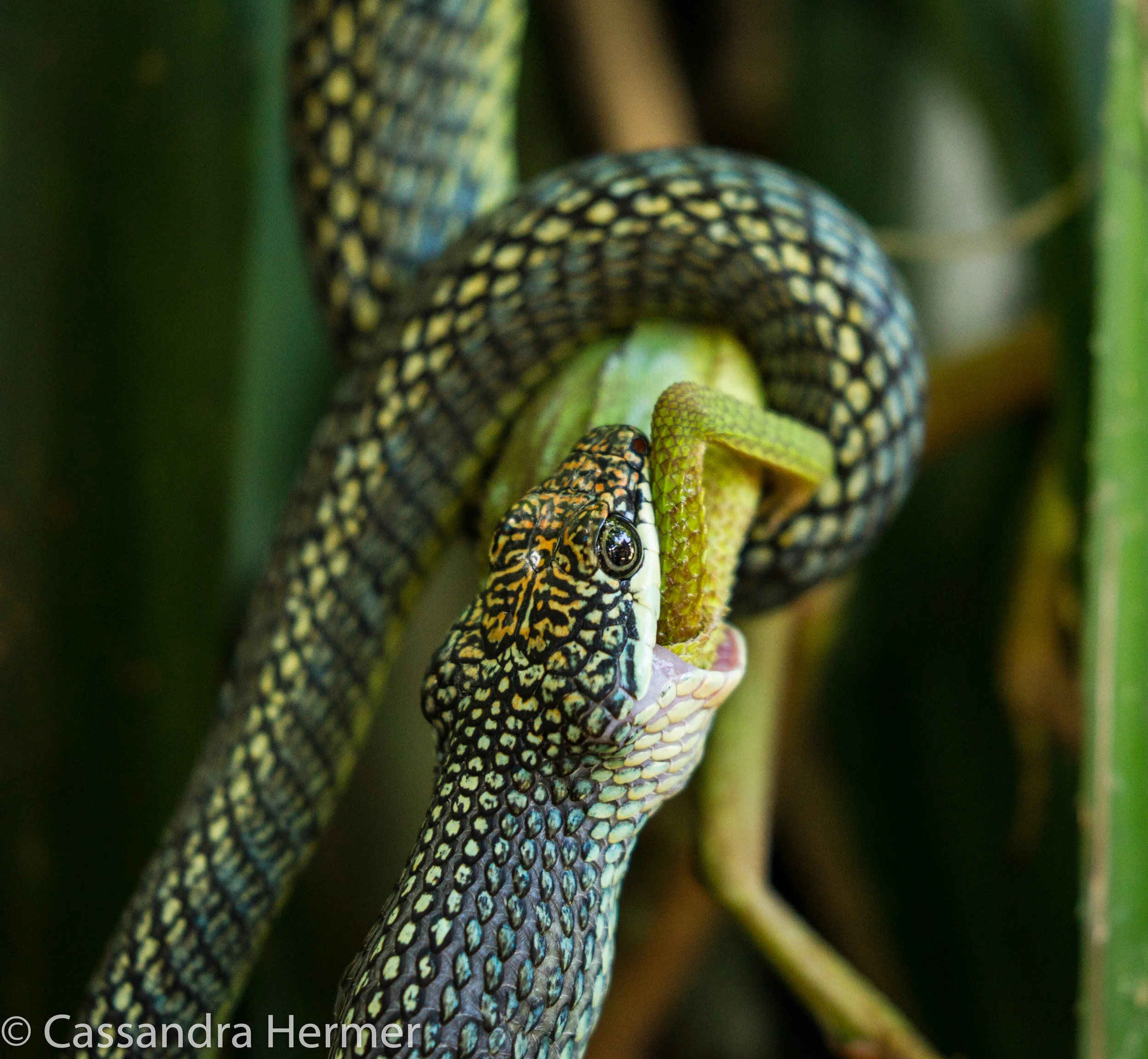  Paradise &nbsp;Tree Snake eating a Agamid Lizard 