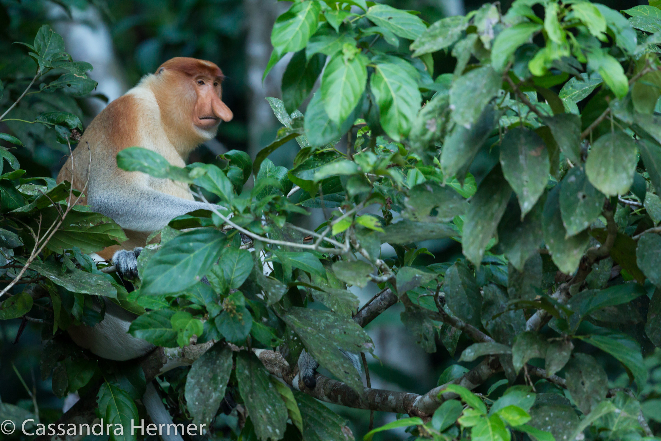  Proboscis Monkey 