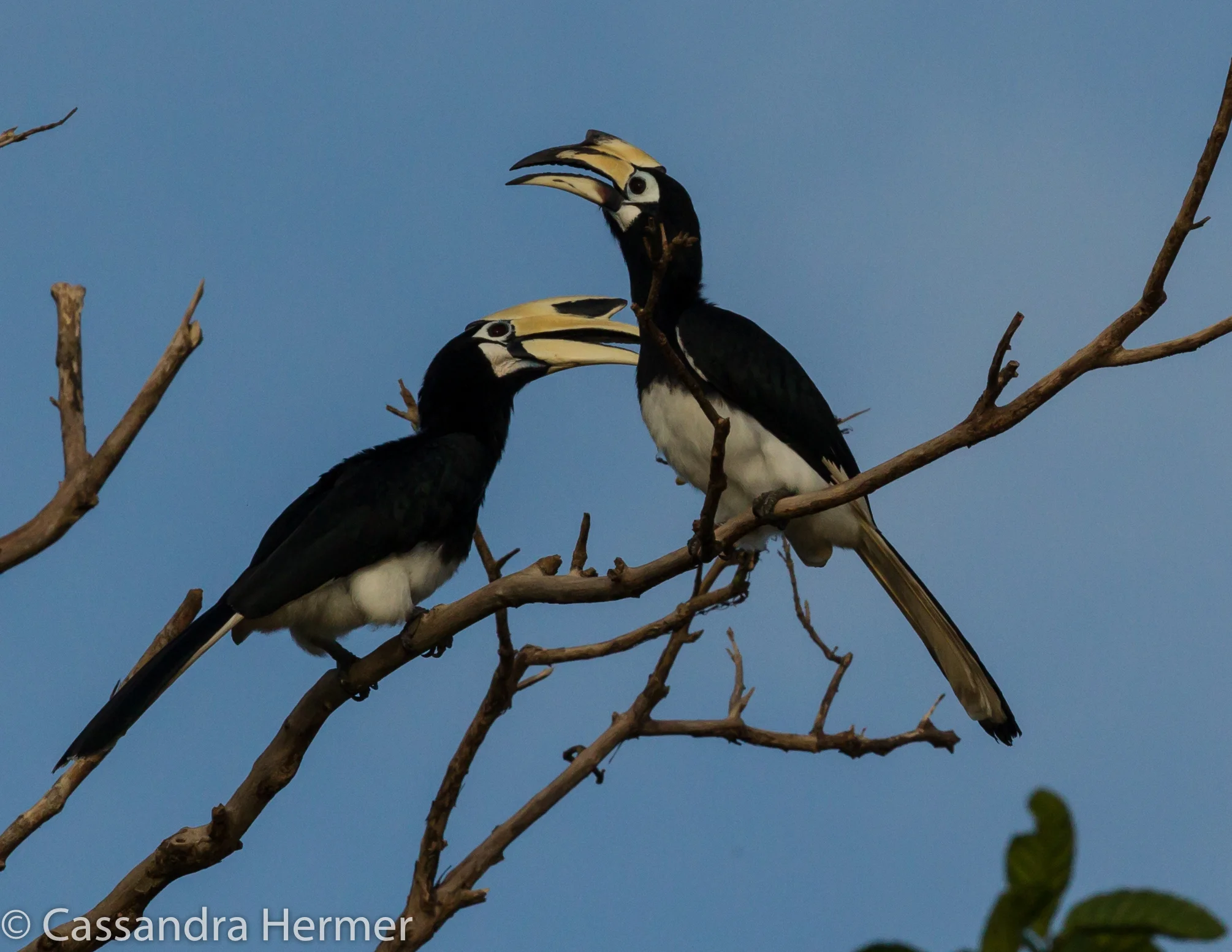  Oriental Pied Hornbill 