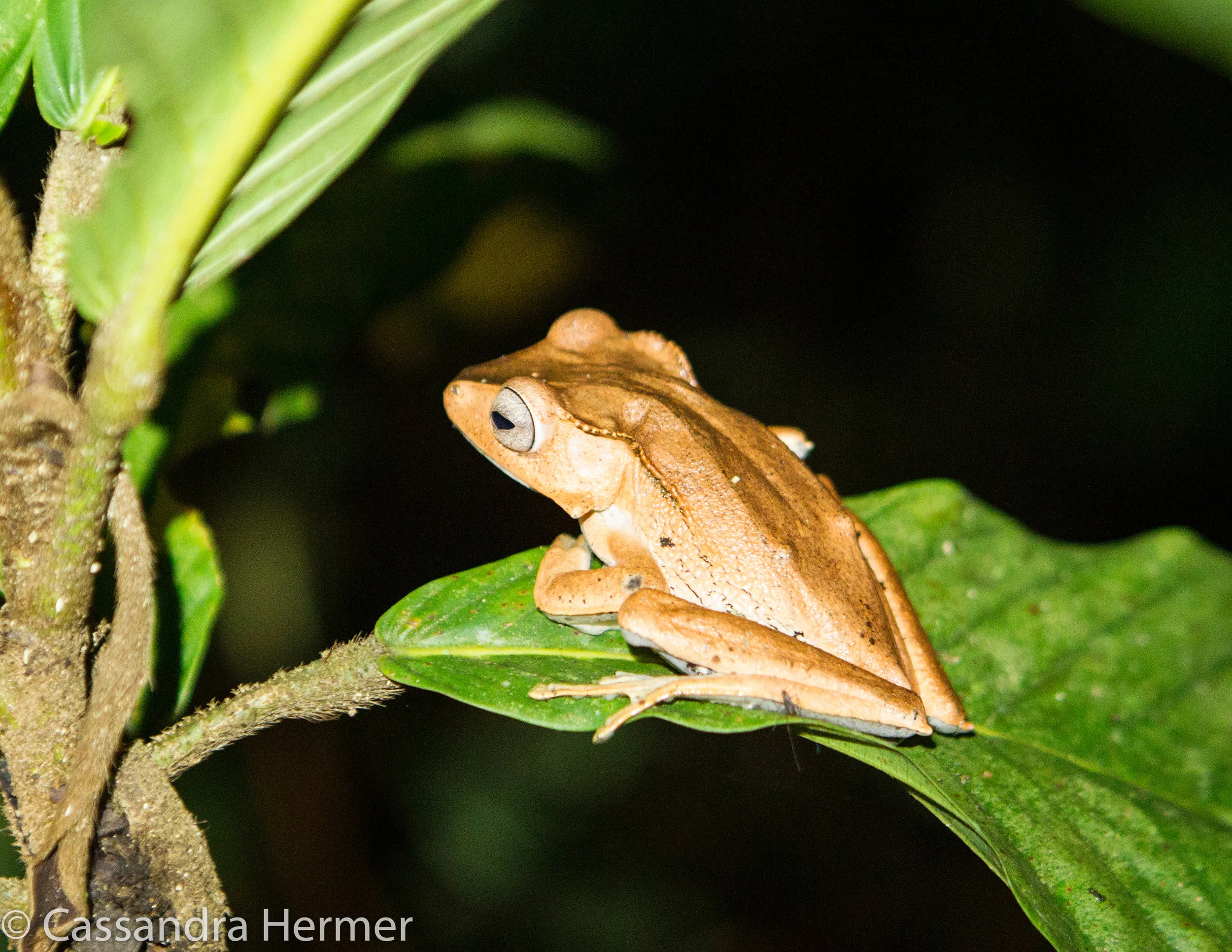  File-eared Tree Frog 