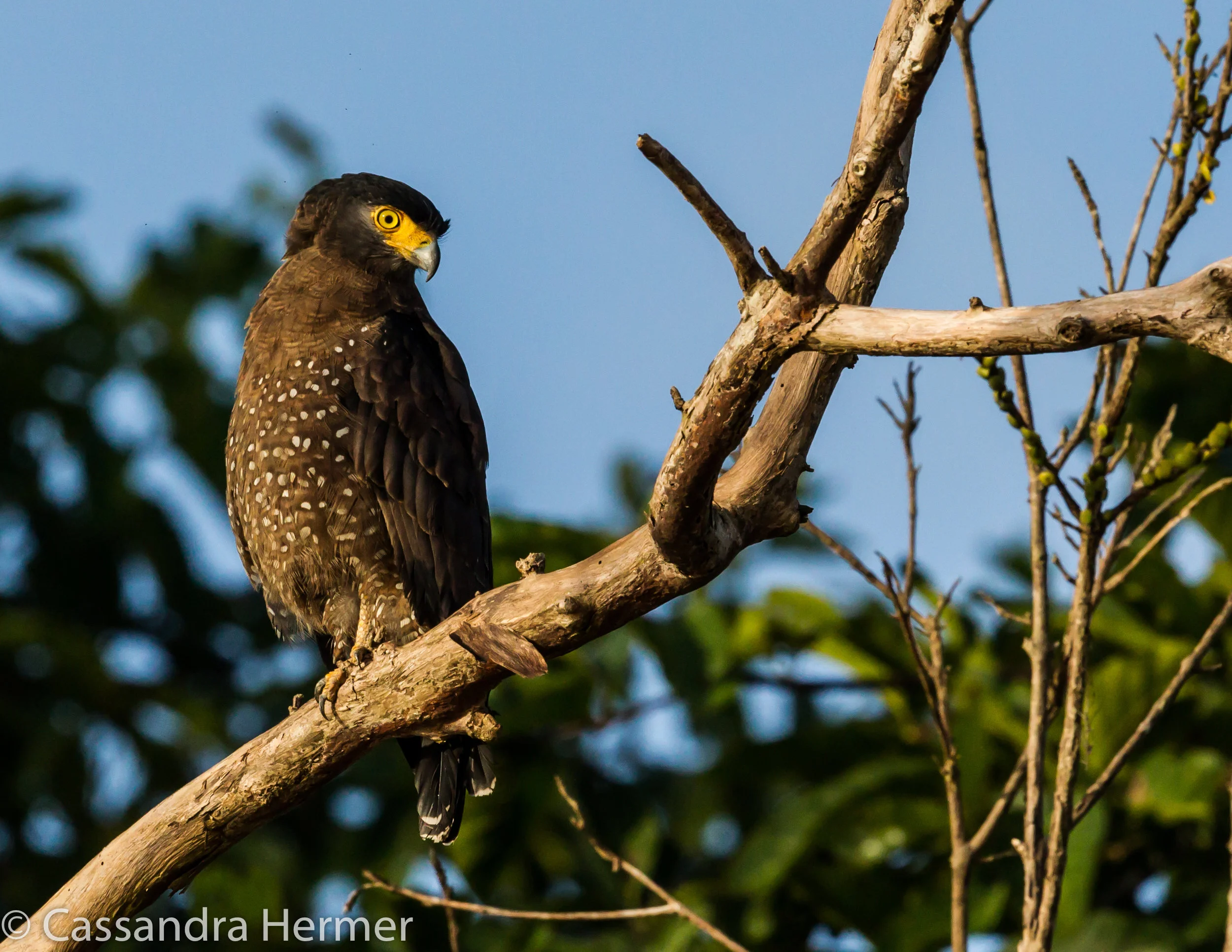  Brahminy Kite 