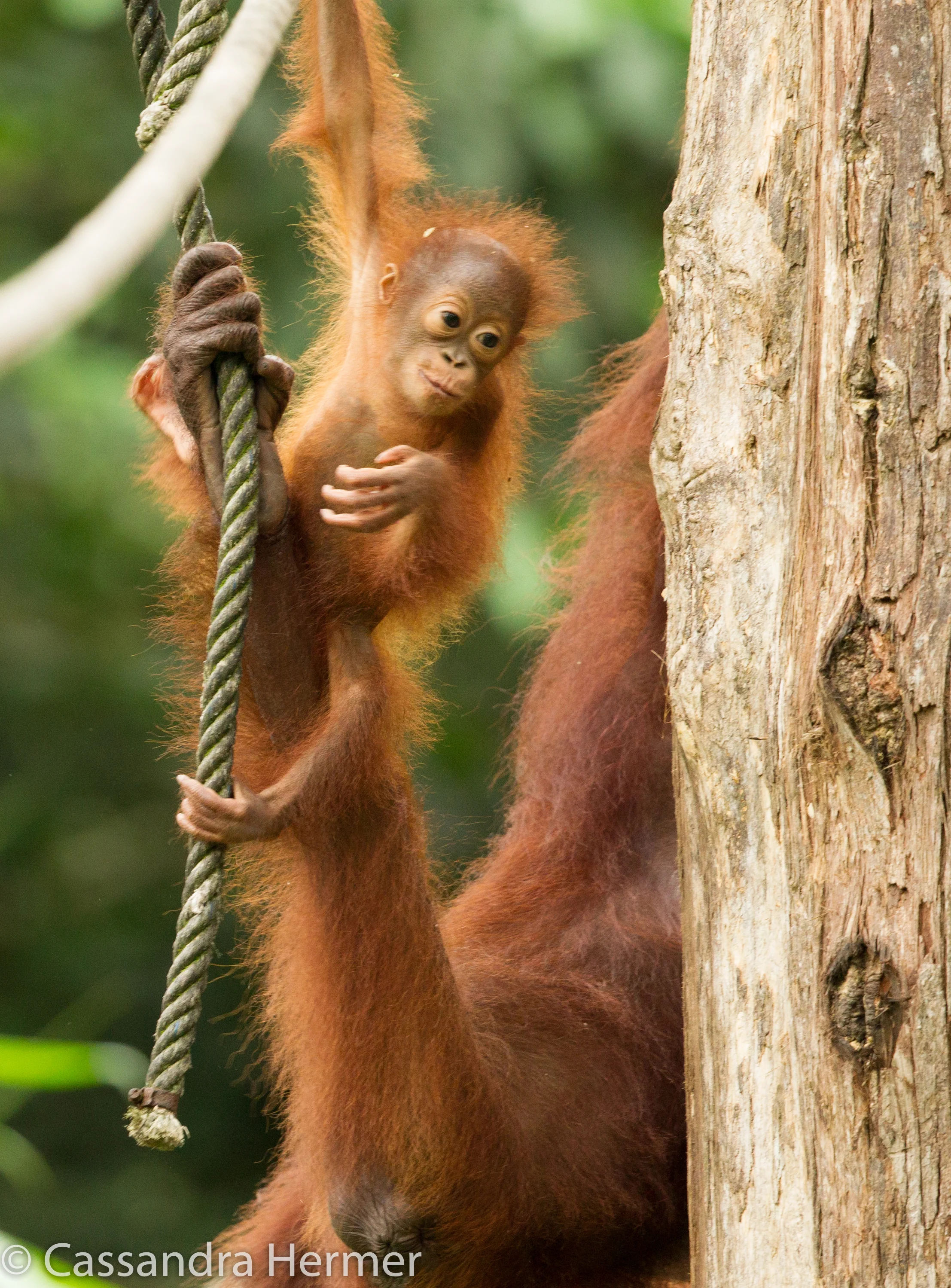  Orangutan, juvenile ( mom's arm is in the photo) 