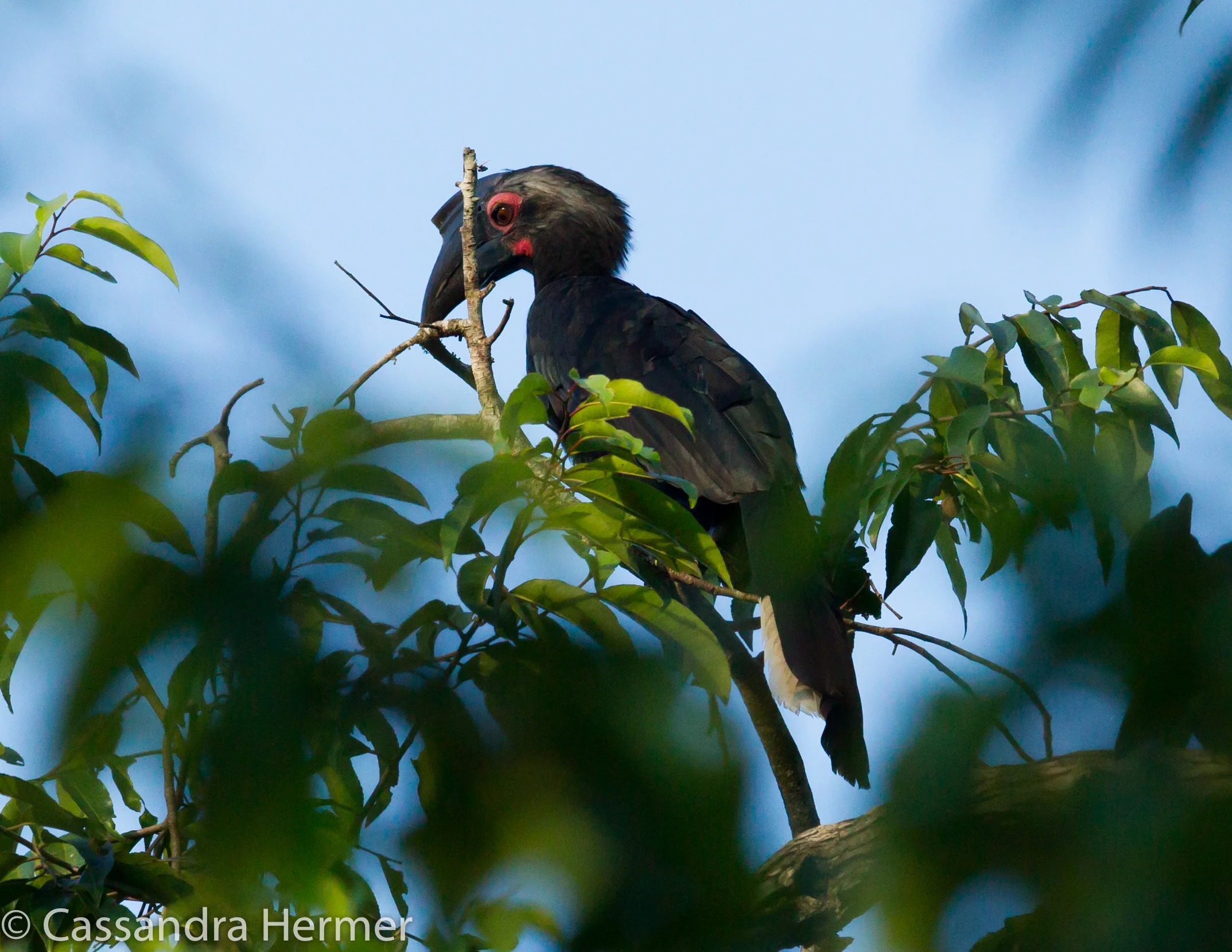  Black Hornbill (f) 