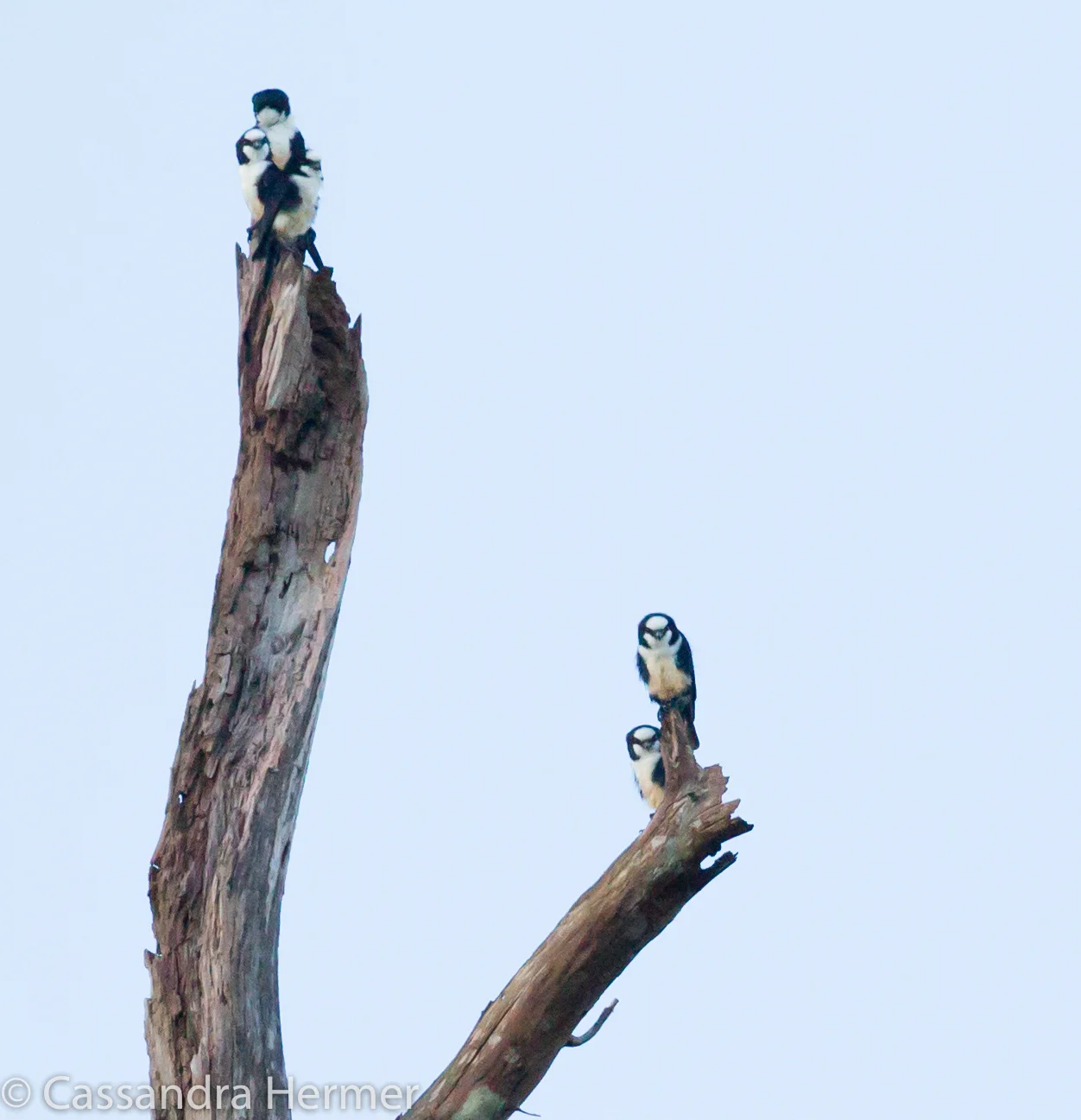  Bornean Falconet ( taken very far away, but do you see five falconets?) Only found in the &nbsp;north of Borneo. 