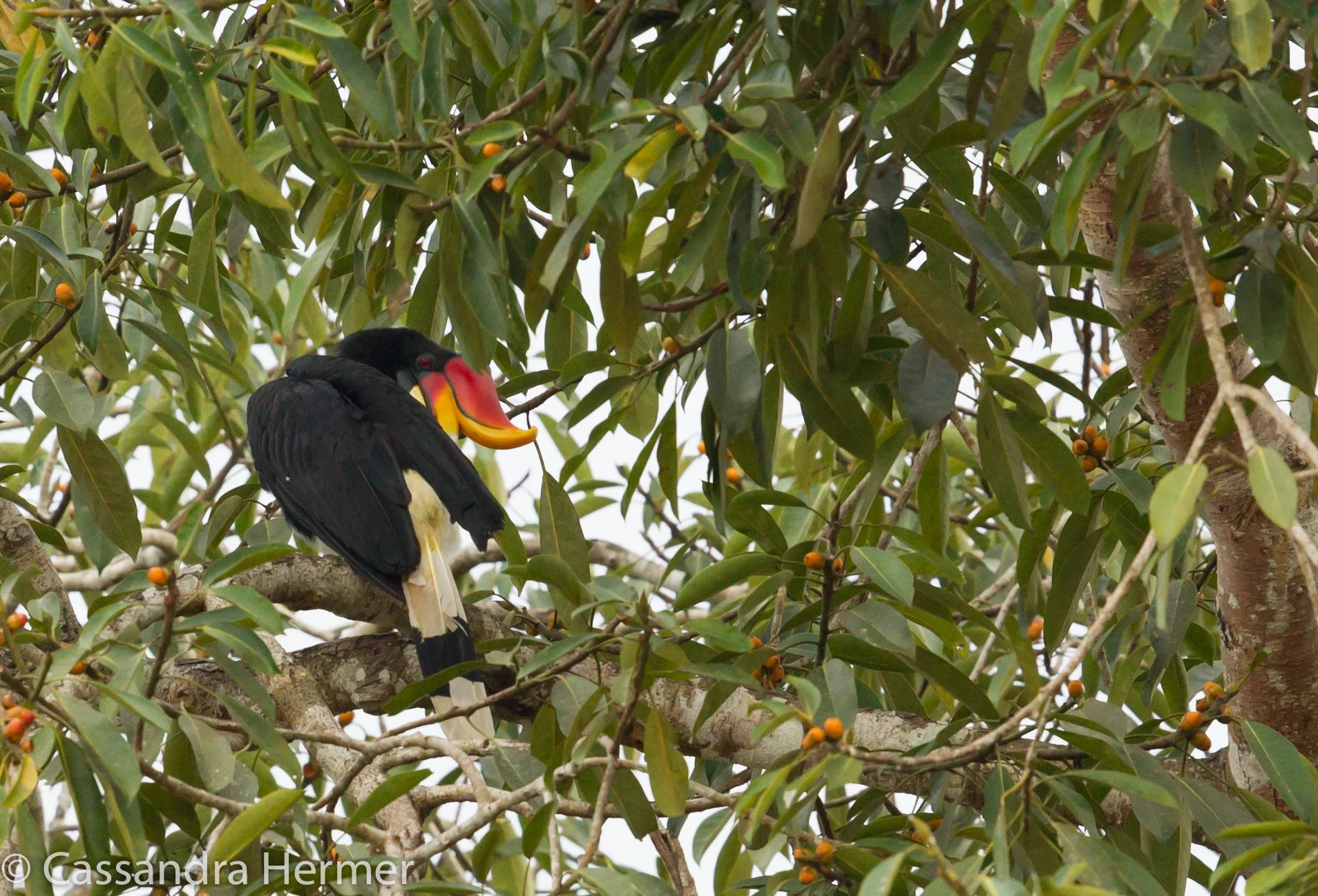  Rhinoceros Hornbill 