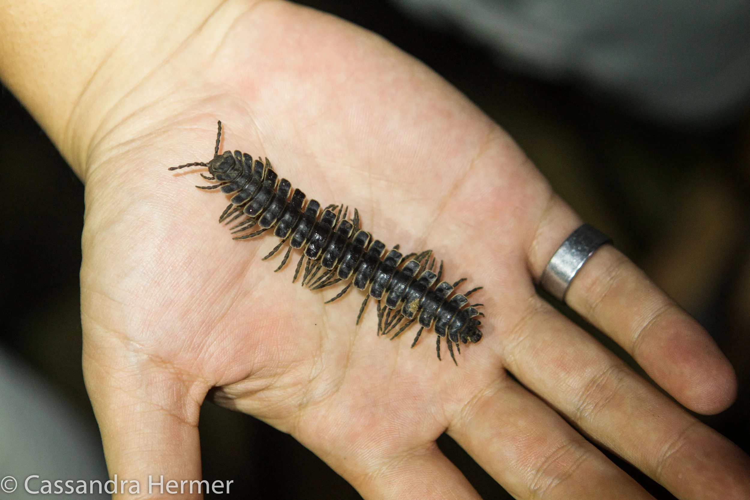  Yellow-legged Millipede 