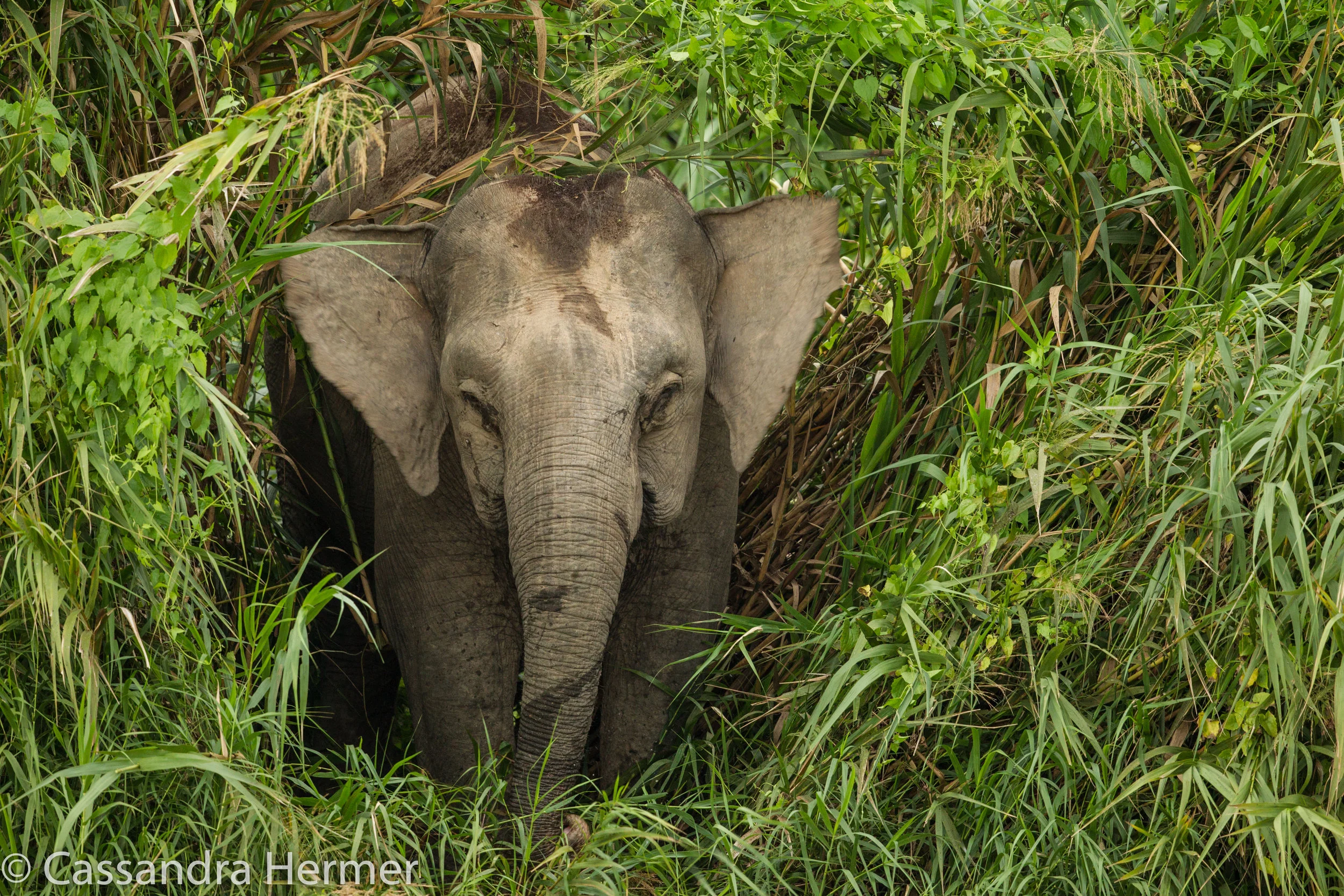  Bornean Pigmy Elephants, Kinabatangan Wetlands. 