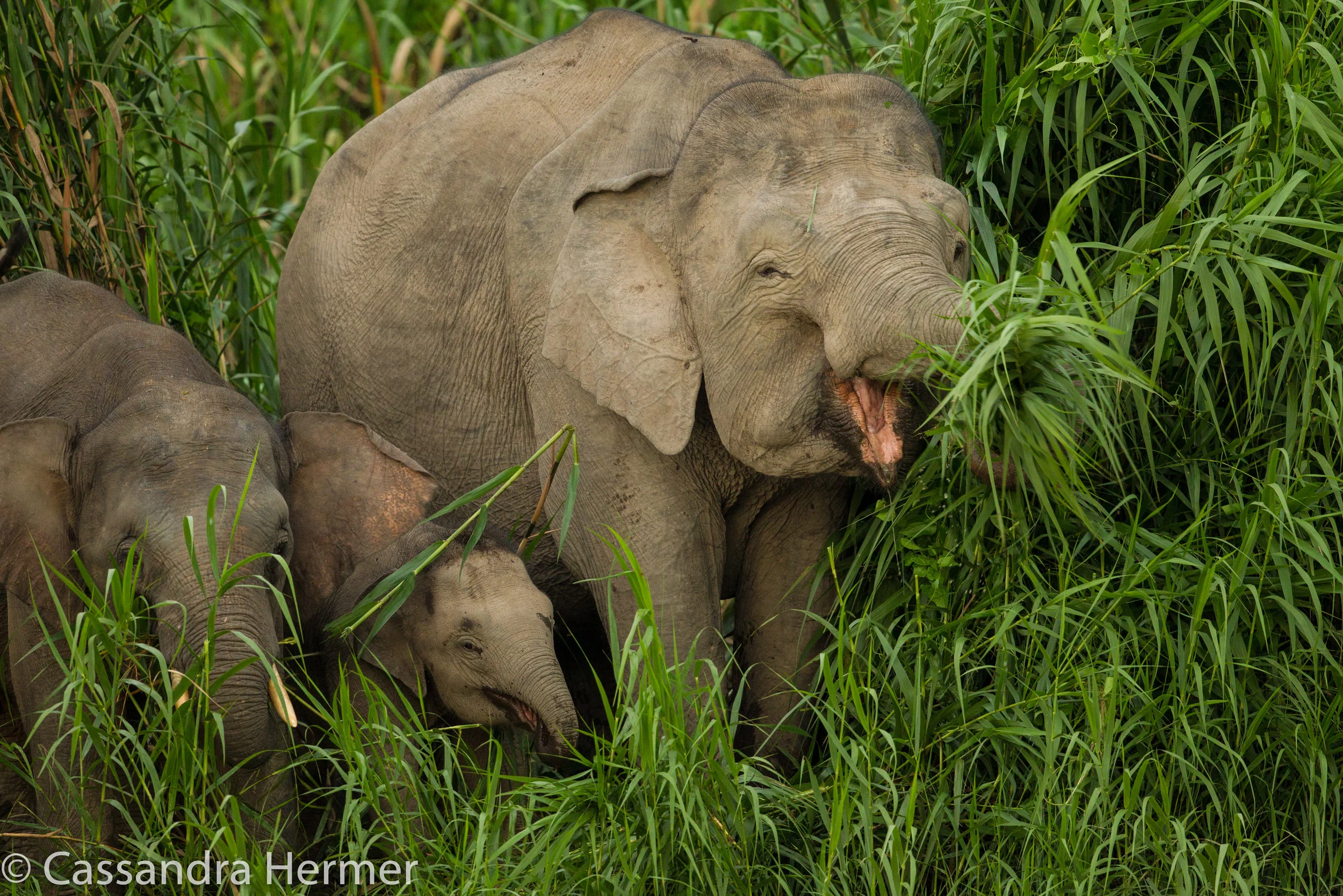  Bornean Pigmy Elephants,&nbsp;Kinabatangan Wetlands. 