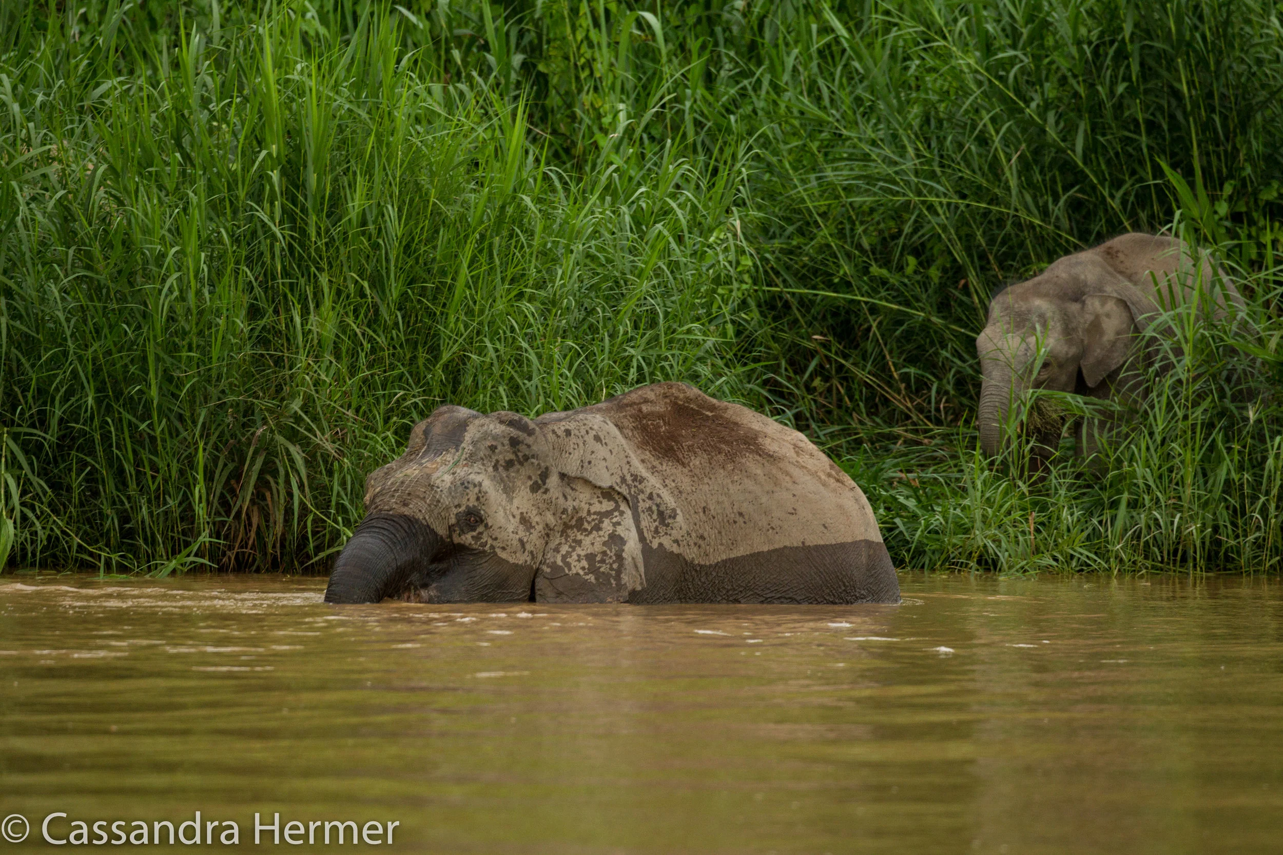  Bornean Pigmy Elephants,Kinabatangan Wetlands. 
