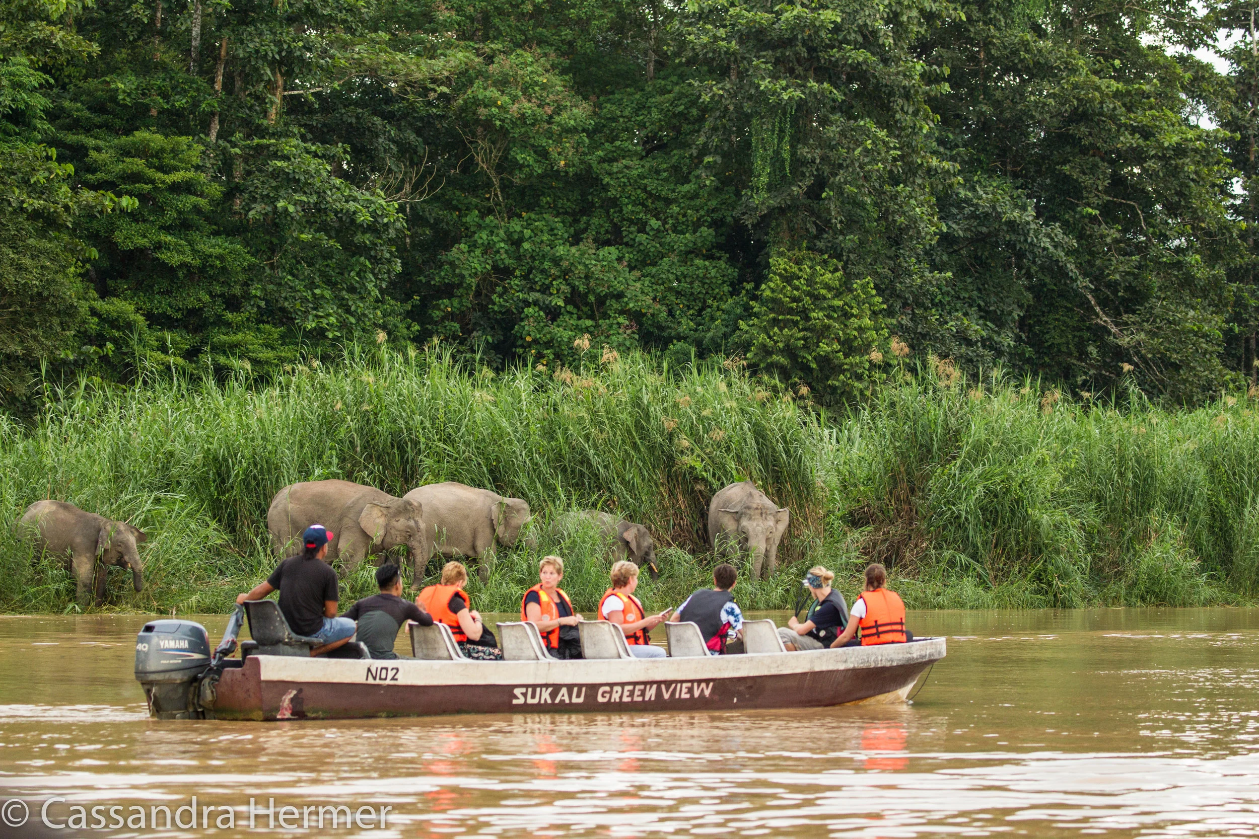  Bornean Pigmy Elephants,Kinabatangan Wetlands and river. 