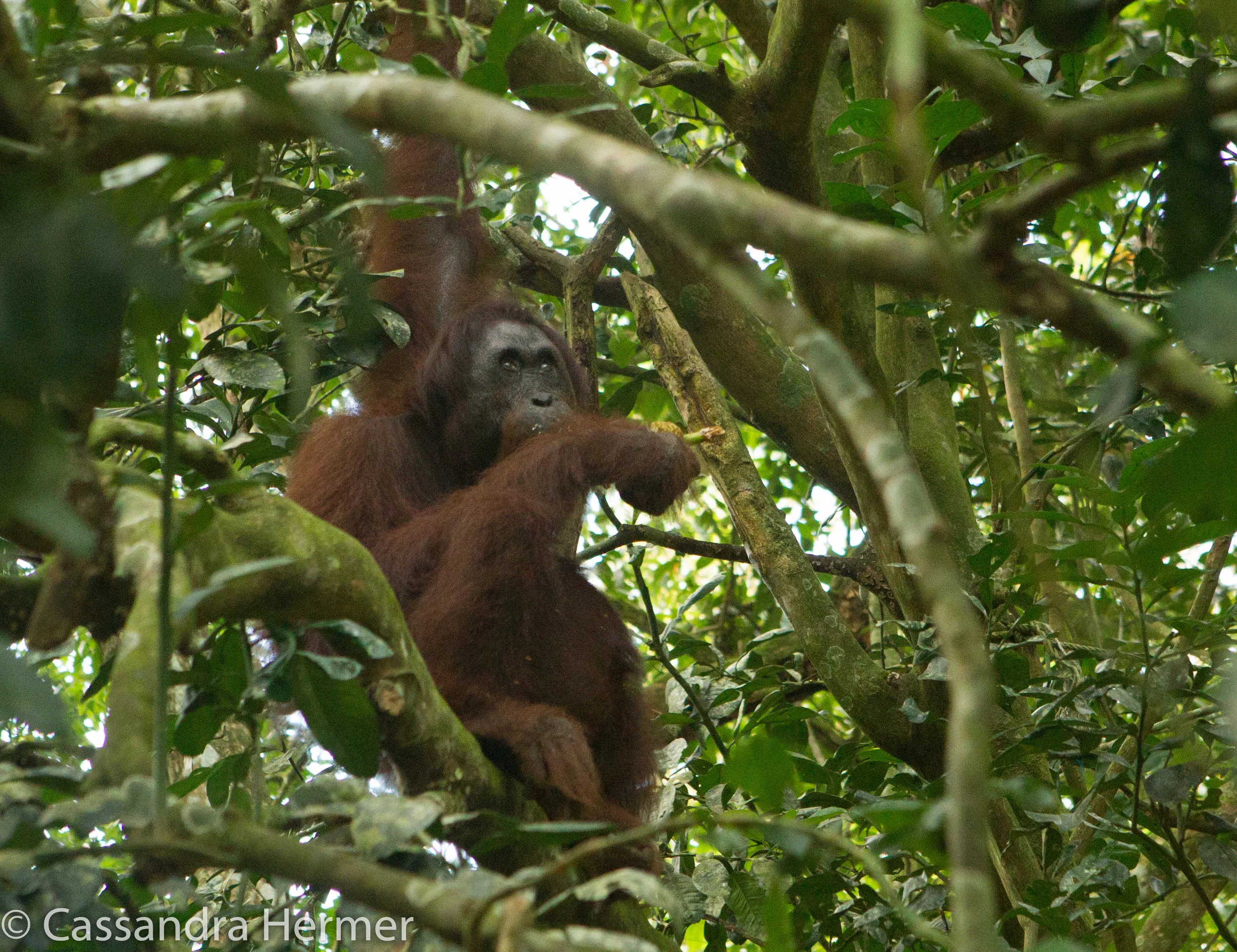  Orangutan (wild) 