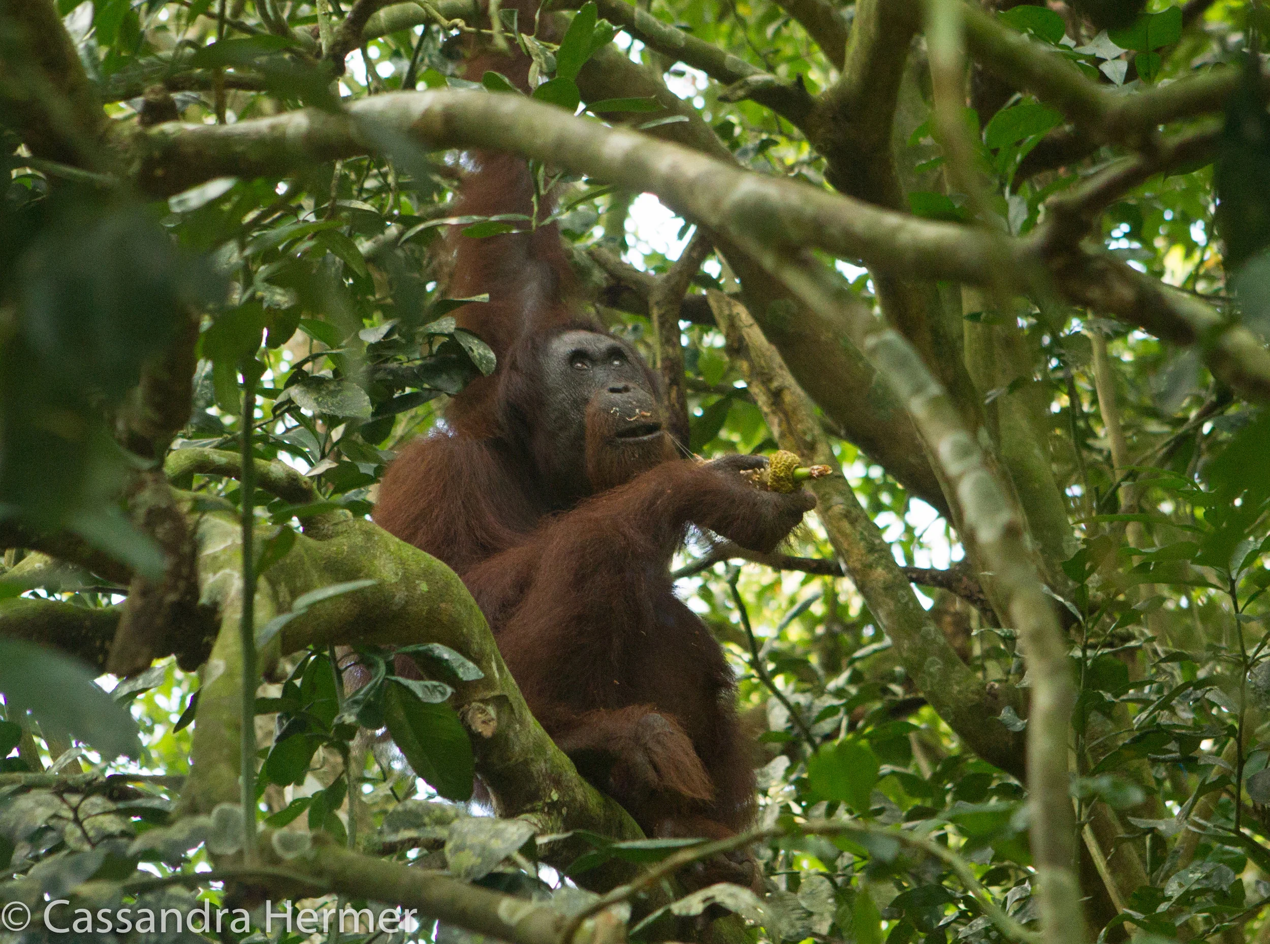  Orangutan (wild) 